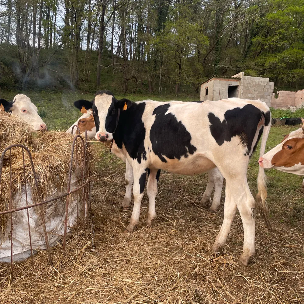 Ternera frisona con tamaño - imagen 1