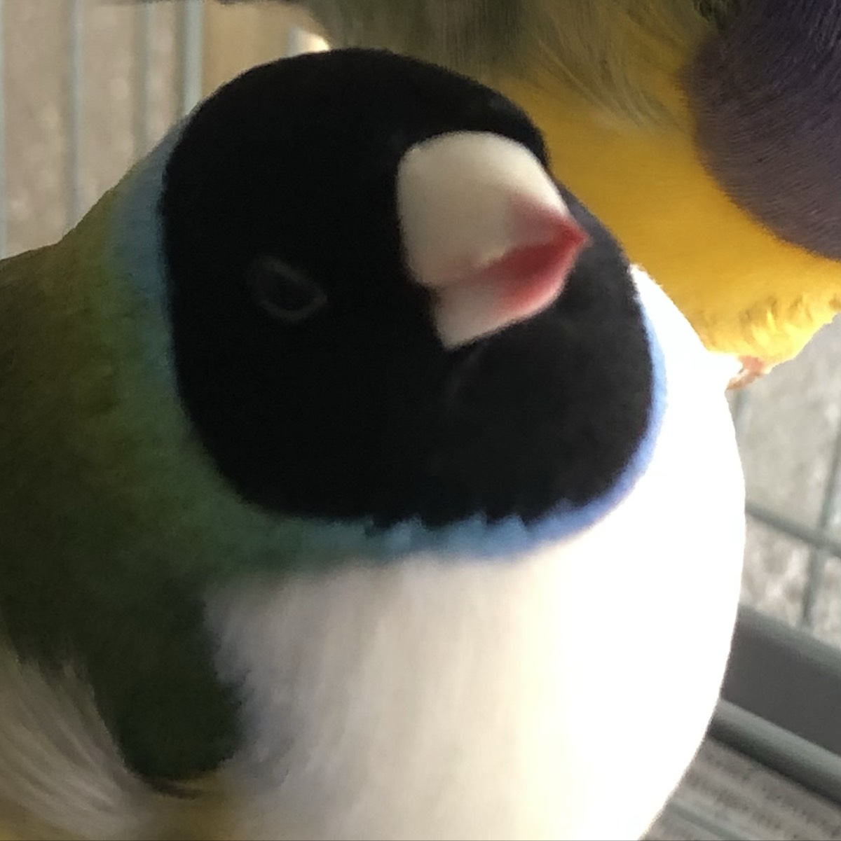 Diamantes De Gould - imagen 1