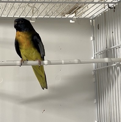 Neophema espléndida - imagen 1