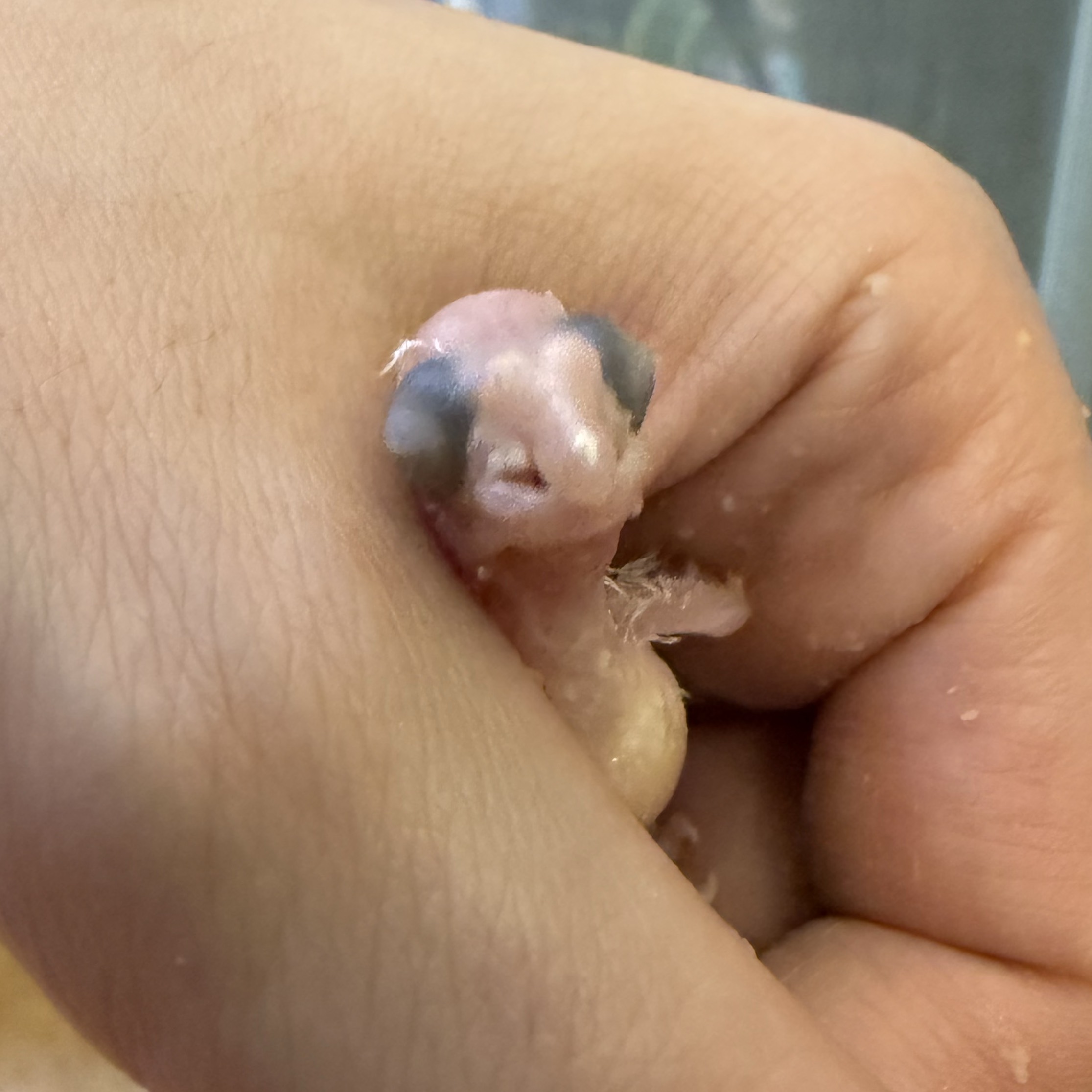 Ninfas Papilleras - imagen 1