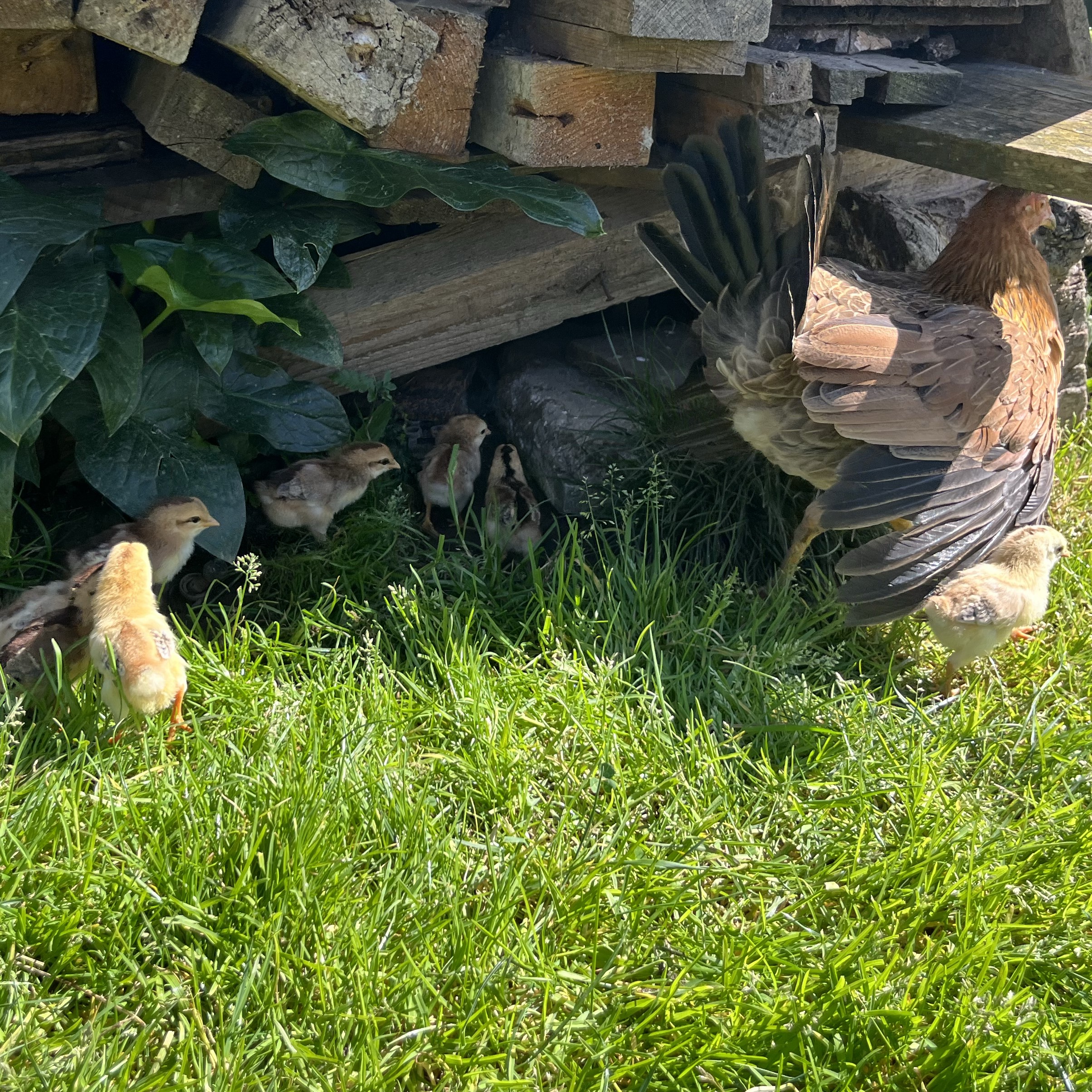 Pollos de combatiente español  - imagen 1