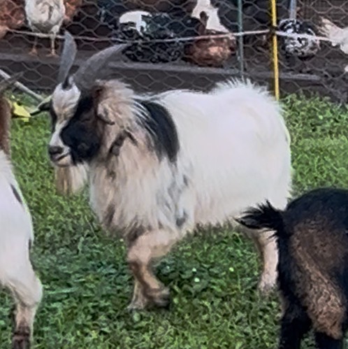 Cambio cabrito enano - imagen 1