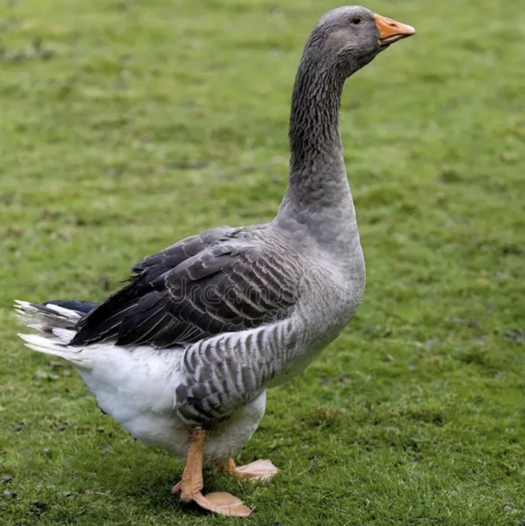 Cambio Oca macho - imagen 1