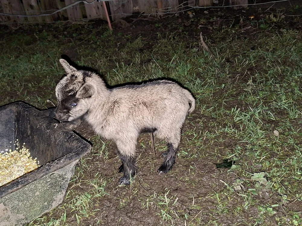 Compro cabrita - imagen 1