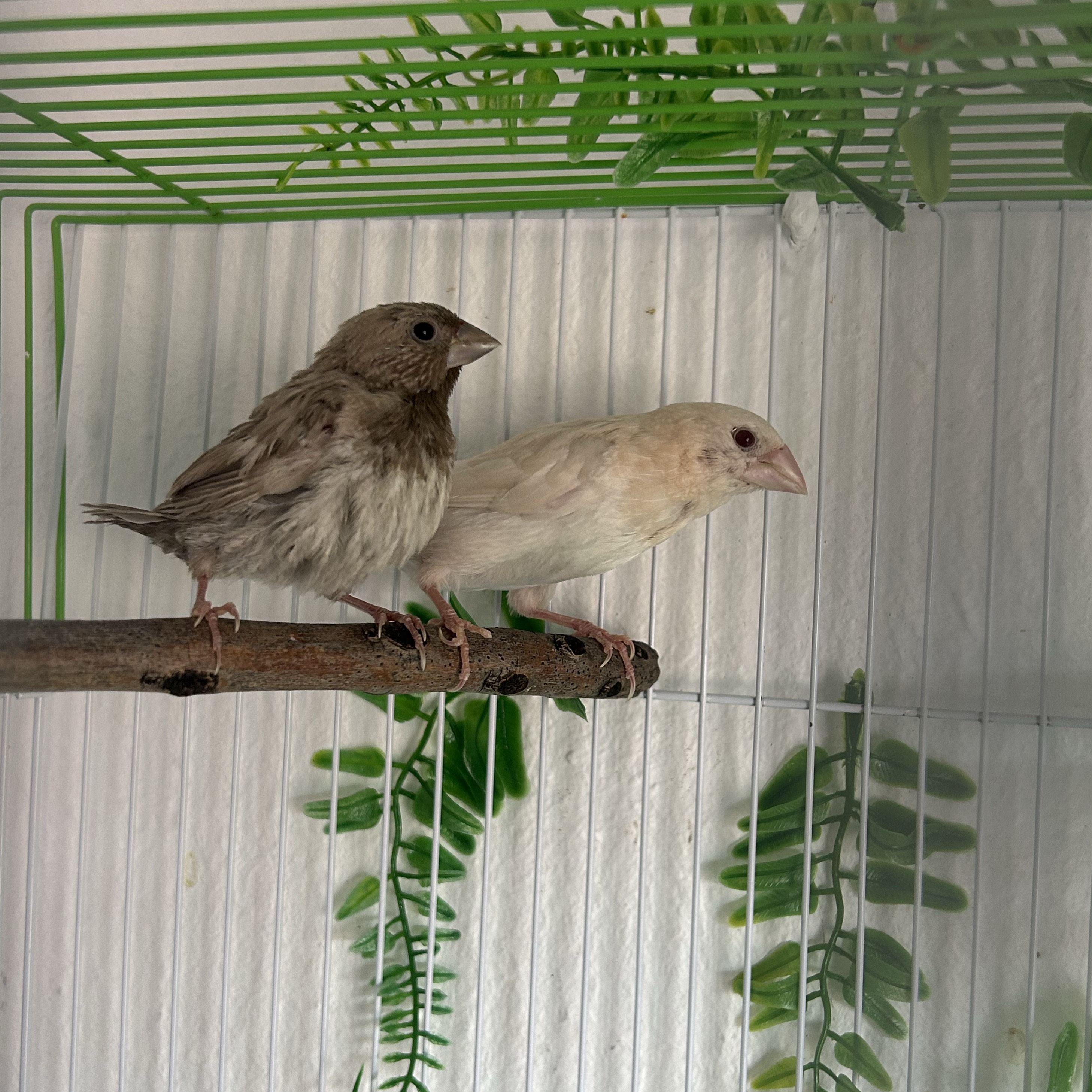 Pareja isabelitas del japón  - imagen 1