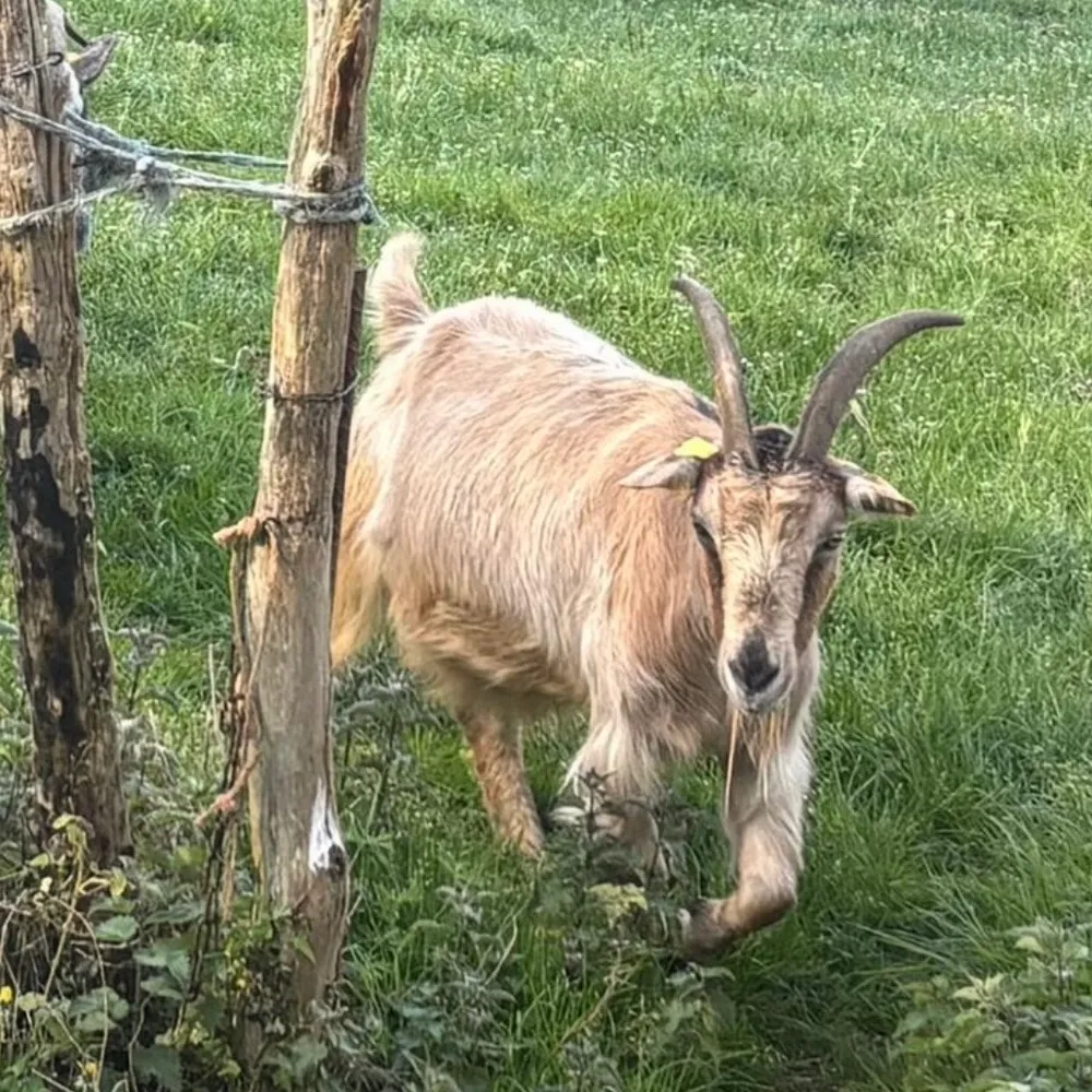 Se venden  - imagen 1