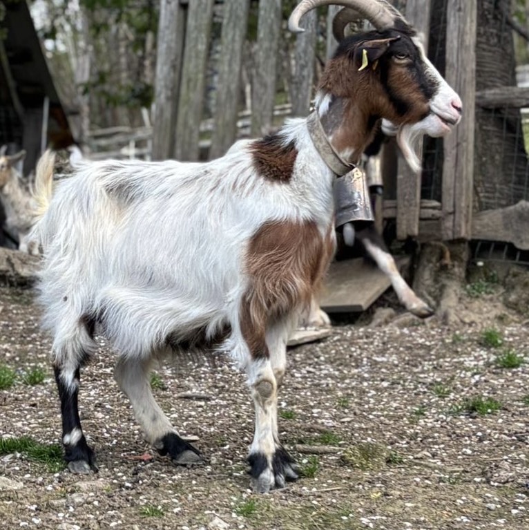 Cabra parida - imagen 1