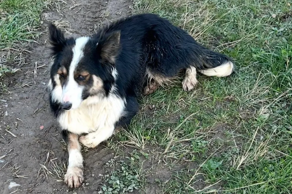 Border collie - imagen 1