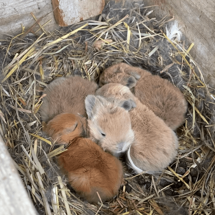 Conejitos caseros  - imagen 1