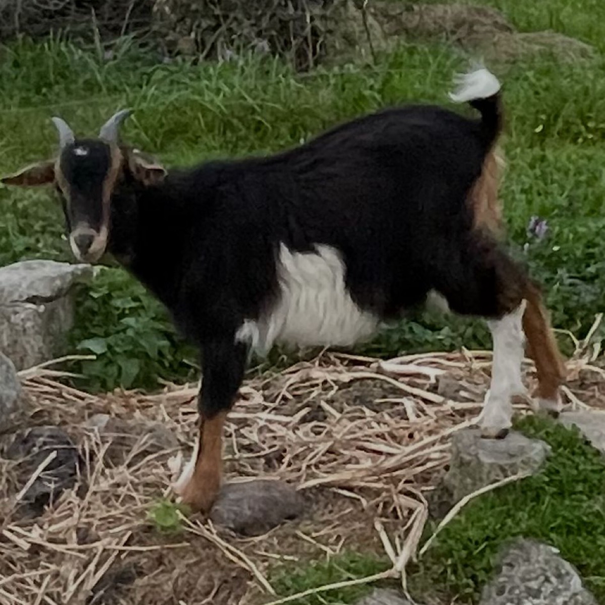 Se vende cabrita tricolor  - imagen 1