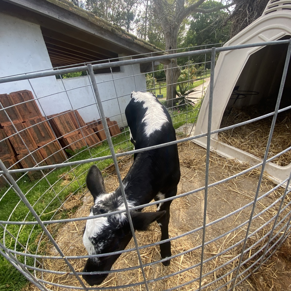 Se vende ternero pinto Estorregao - imagen 1