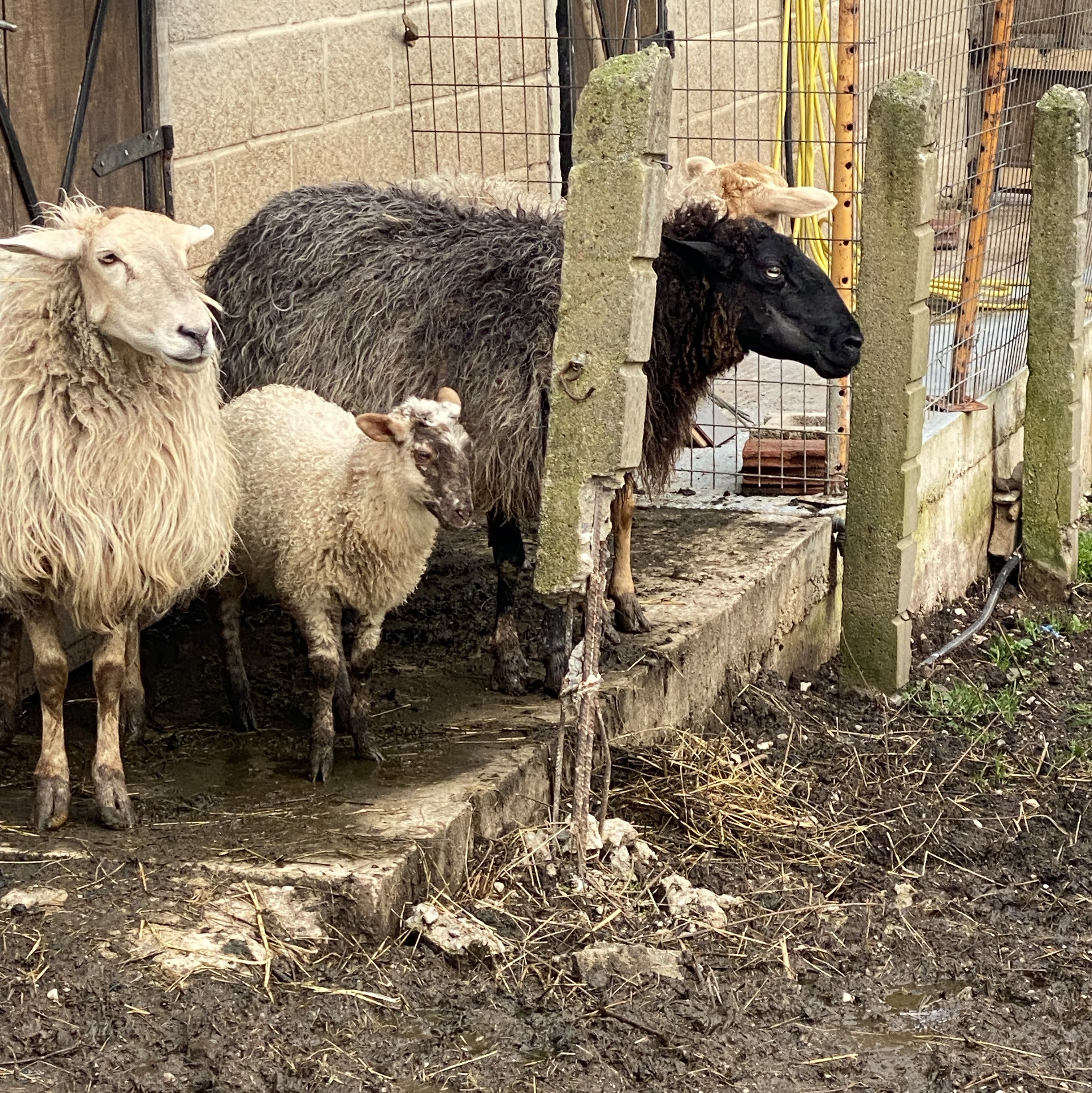 Se venden ovejas  - imagen 1