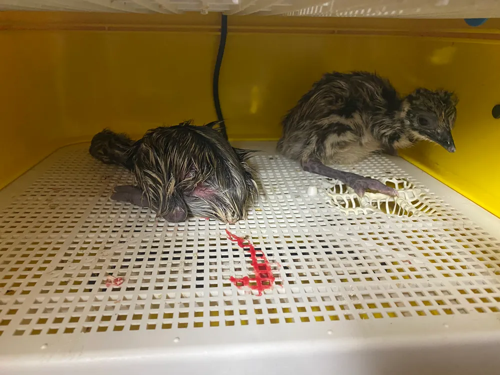 Pollitos emu  - imagen 1