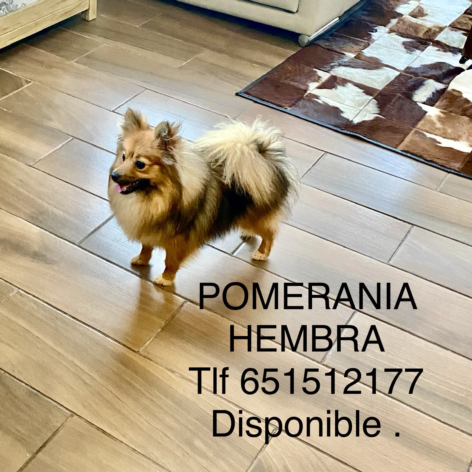 Pomerania  - imagen 1