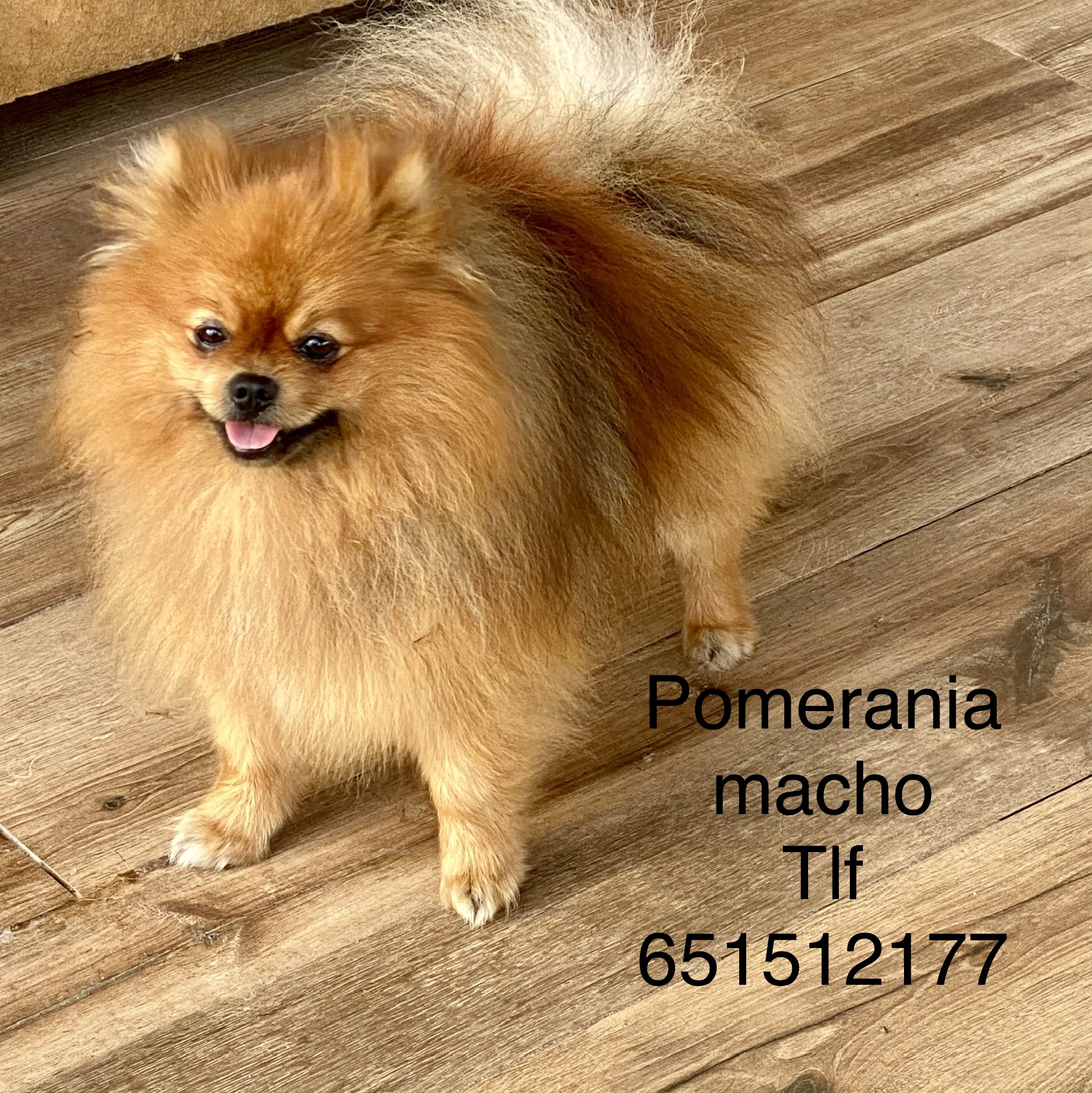 Pomerania macho  - imagen 1