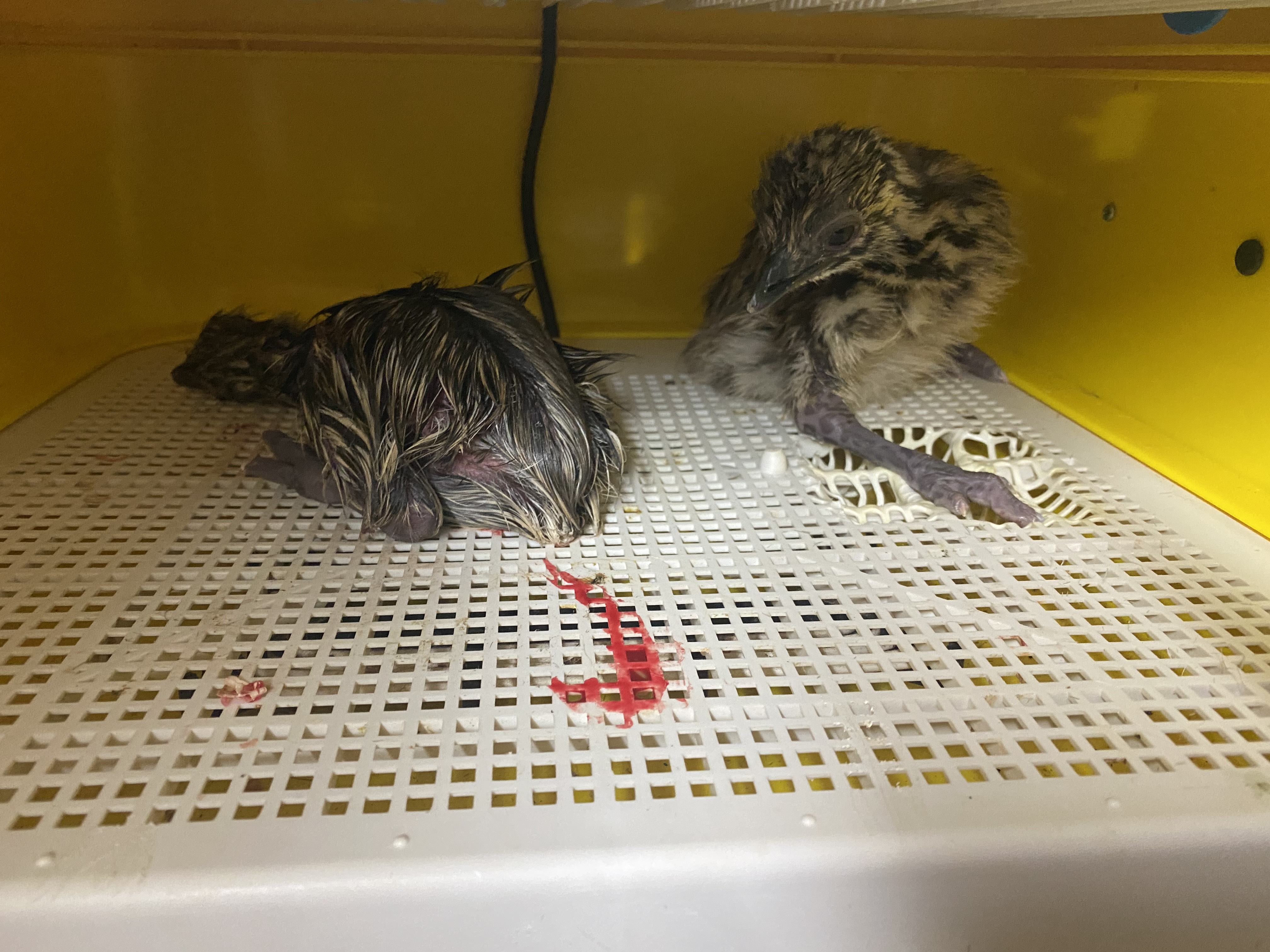 Pollos emu  - imagen 1