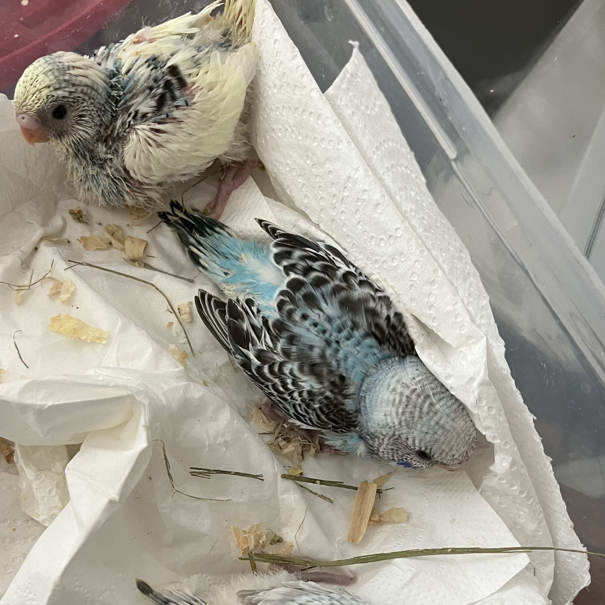 Periquitos Papilleros - imagen 1