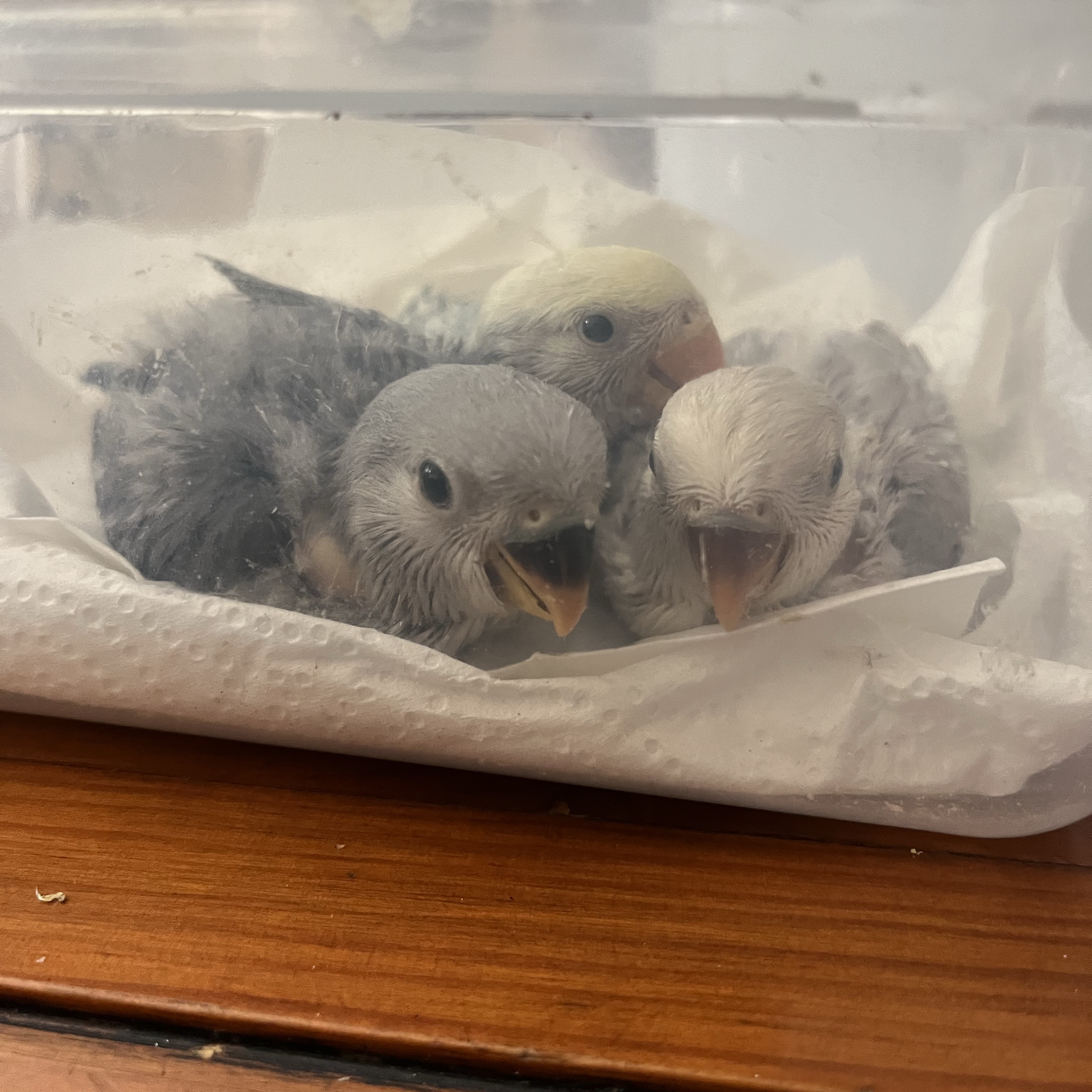 Agapornis Papilleros - imagen 1