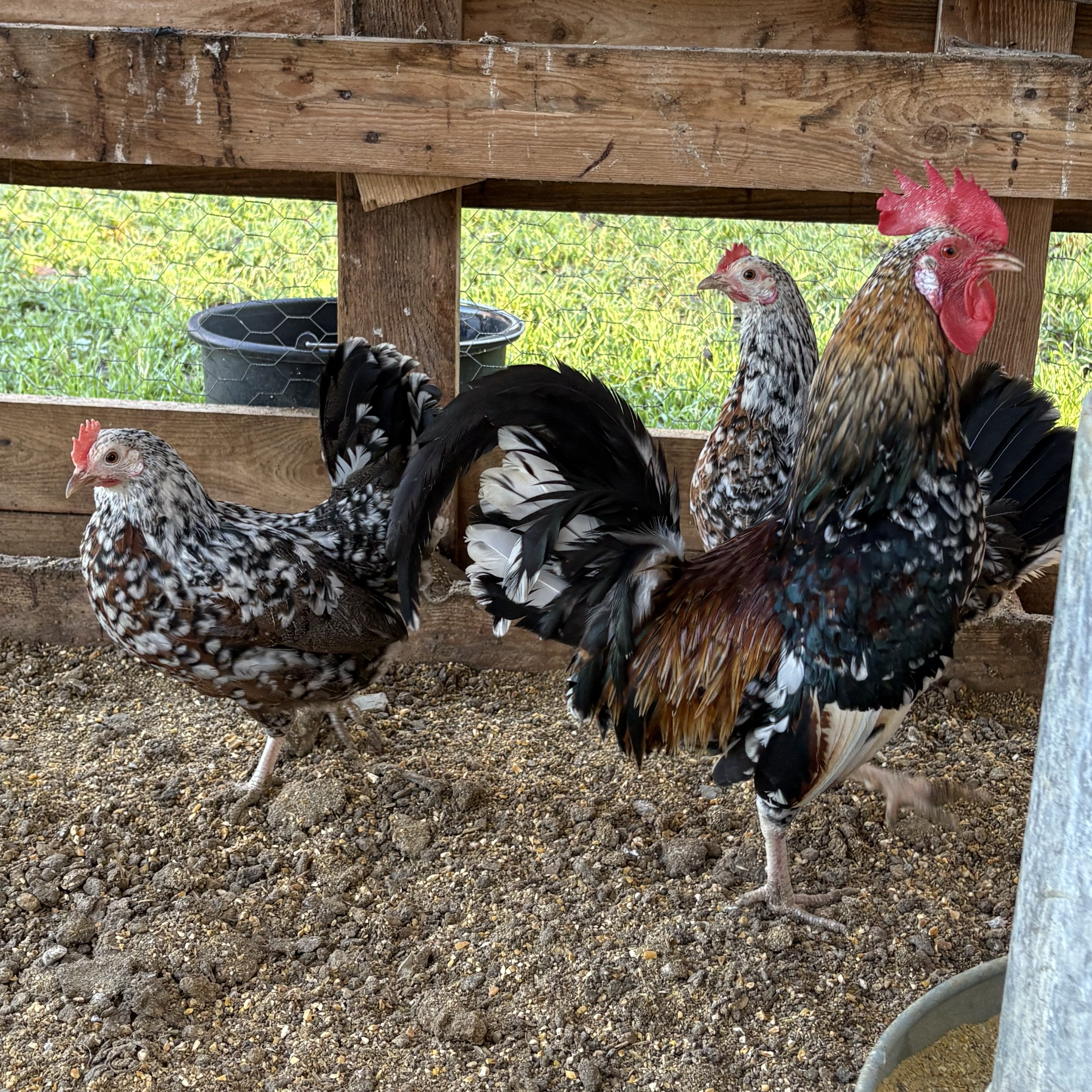 Se venden pollos de kika flor de almendro  - imagen 1