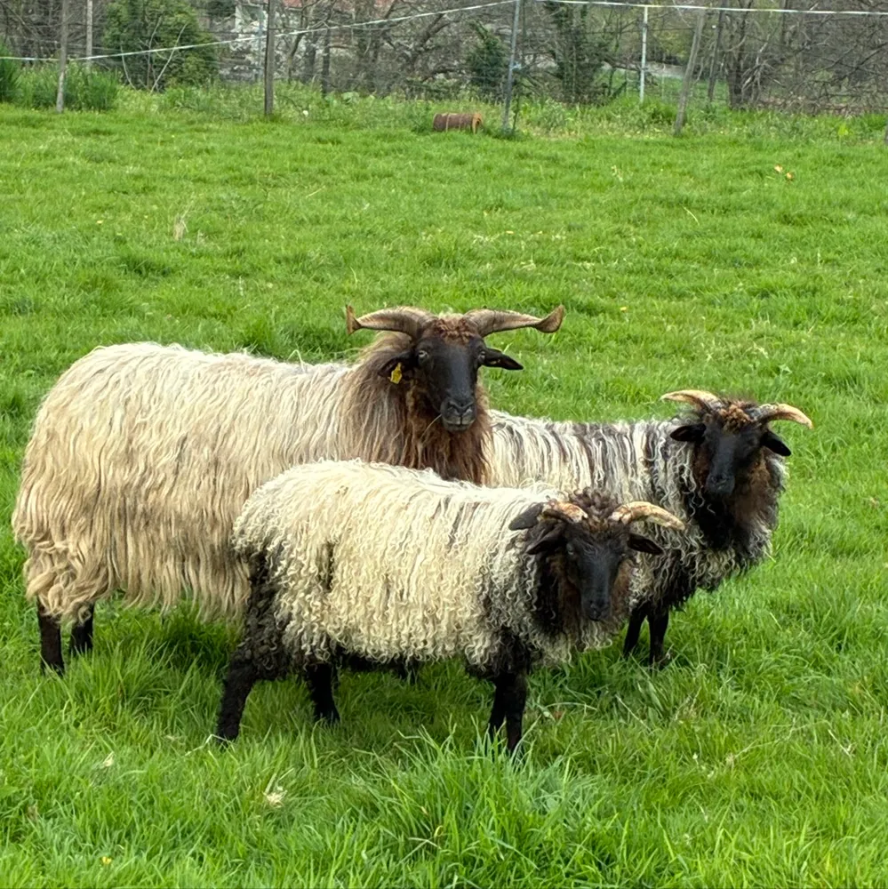 Se vende cordero latxo puro - imagen 1