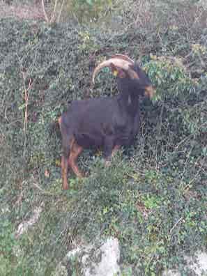 Cabra Preñada - A Parir en Febrero - imagen 1