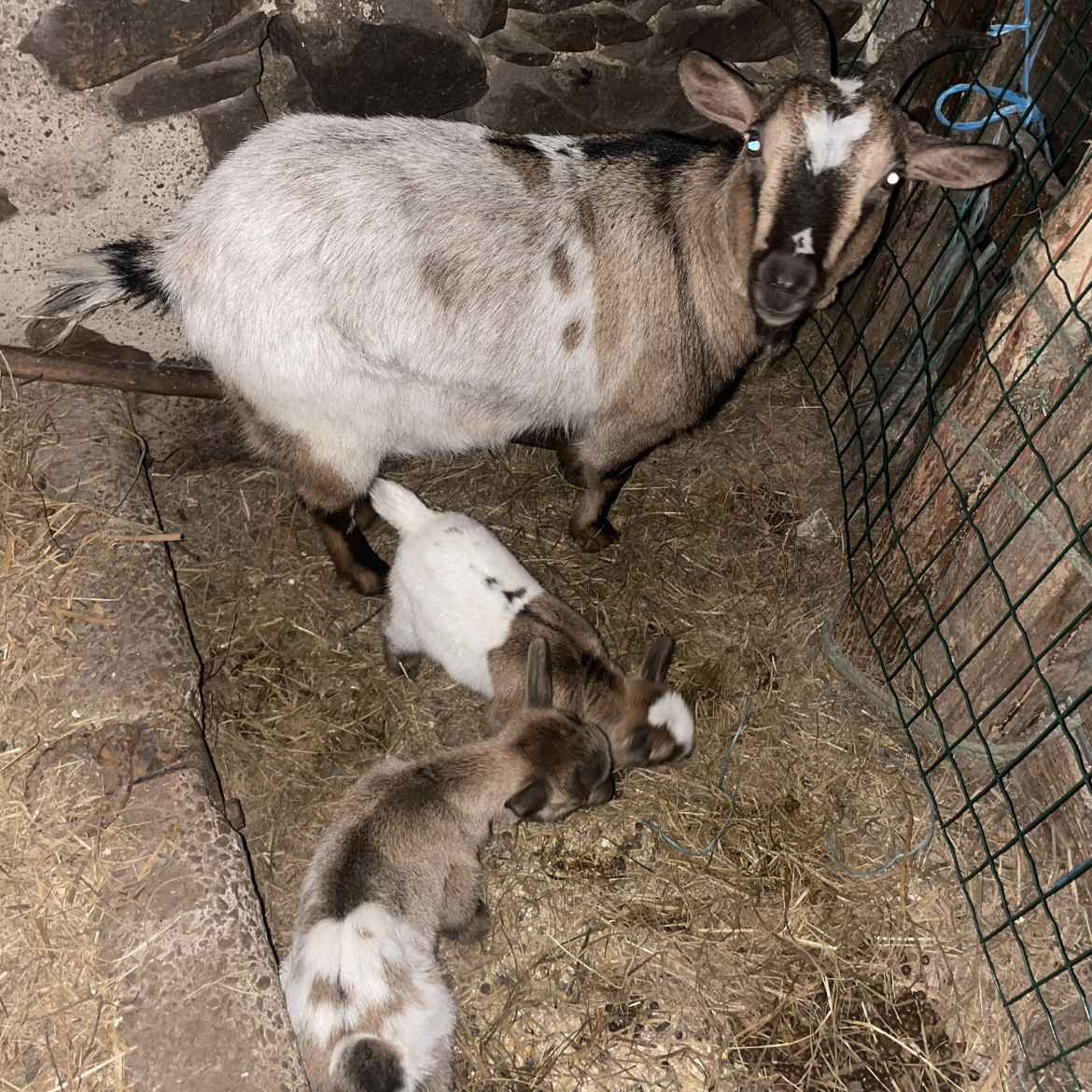 Cabra enana parida con dos hembras - imagen 1