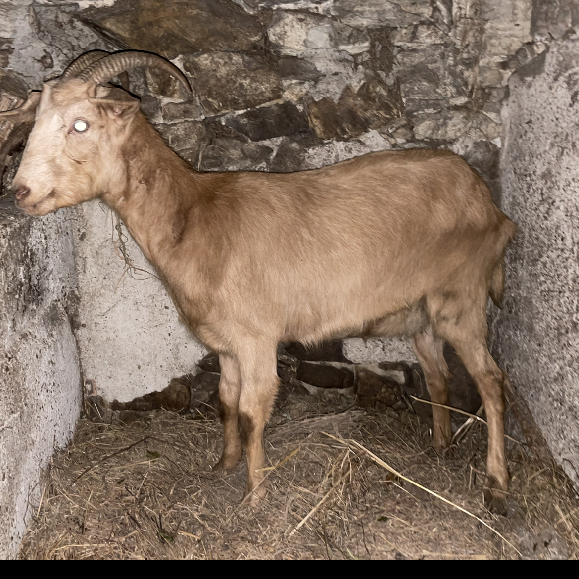 Parida con hembra - imagen 1