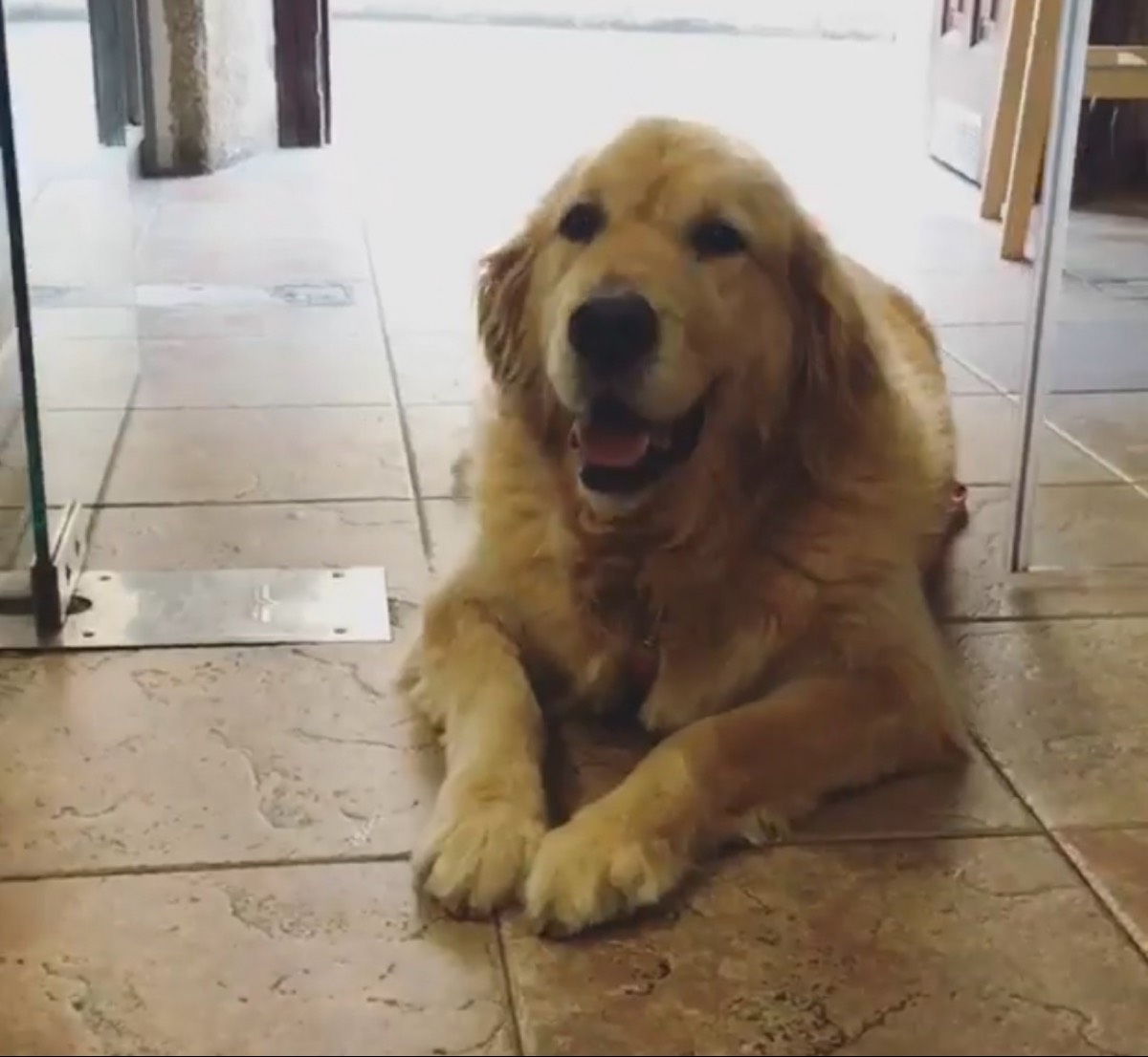 Se busca golden  - imagen 1