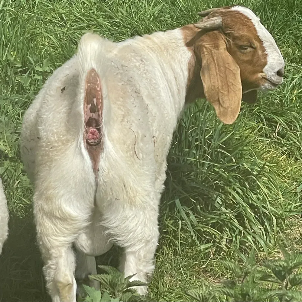 Cabritos Boer puros - imagen 1