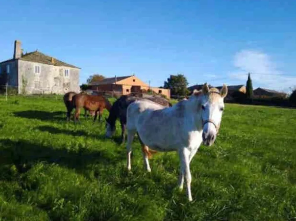 Se busca caballo en adopción o cesión - imagen 1