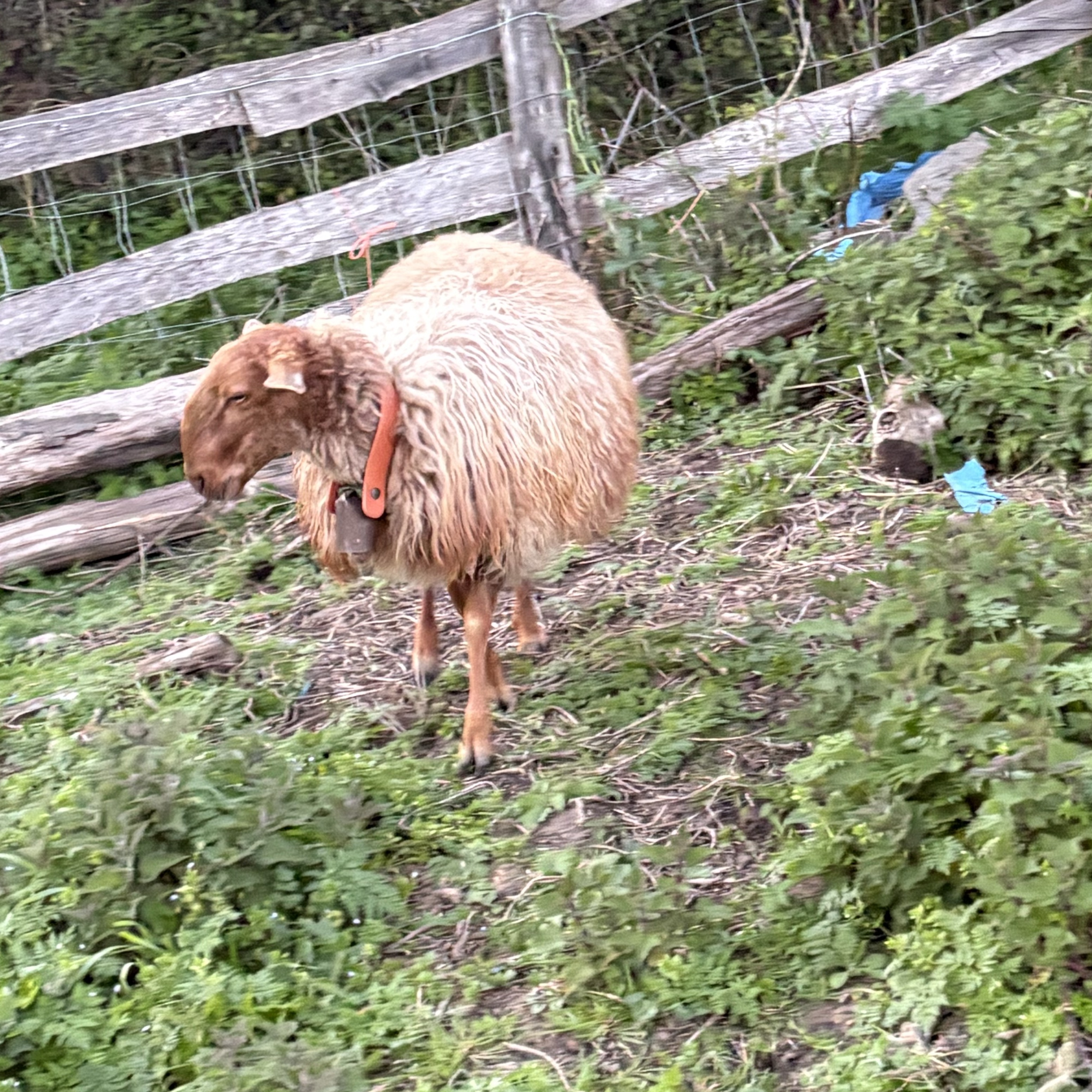 SE VENDE CORDERA CARRANZANA  - imagen 1