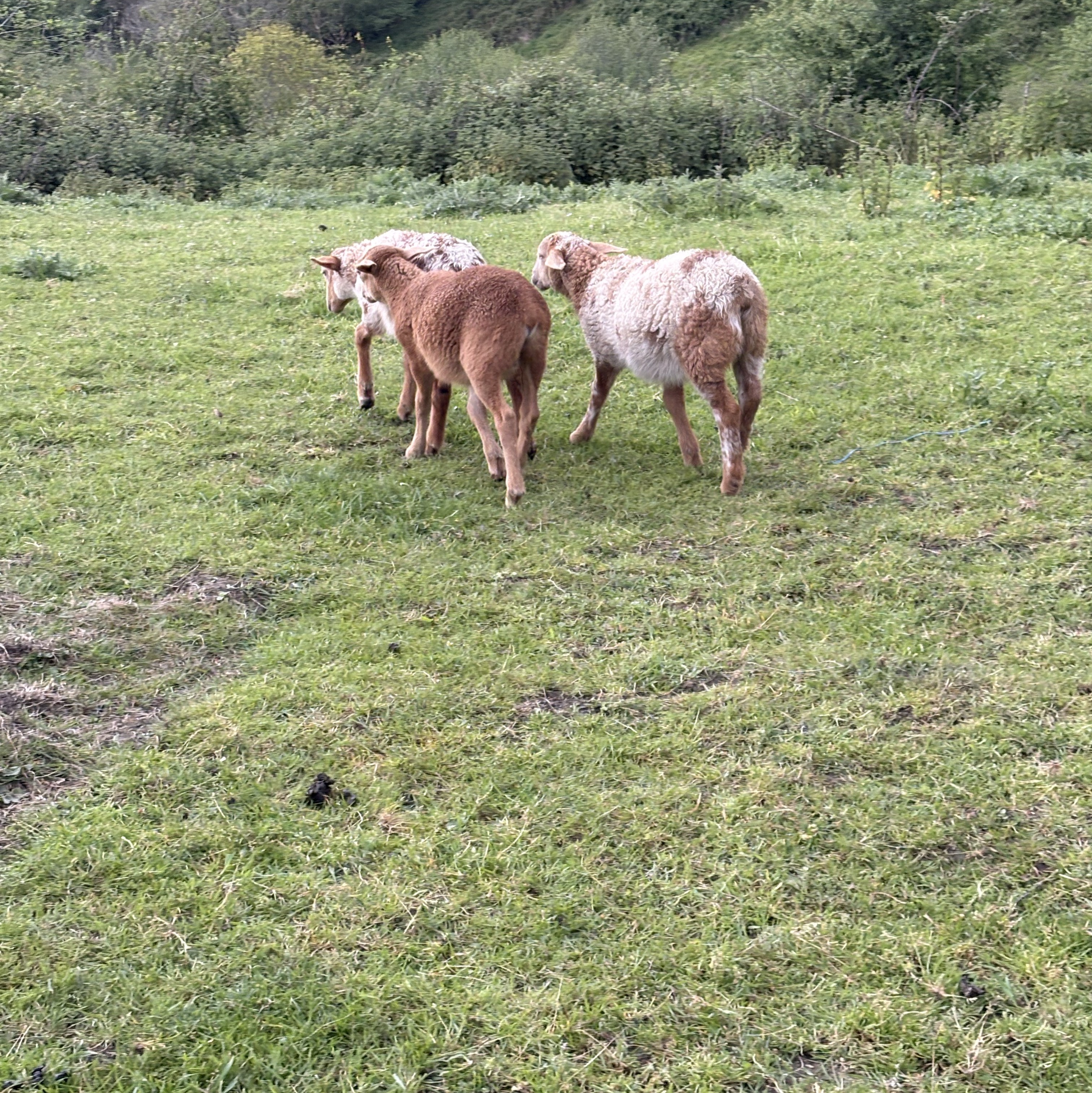 SE VENDEN OVEJAS CRUZADAS CON CRÍA  - imagen 1