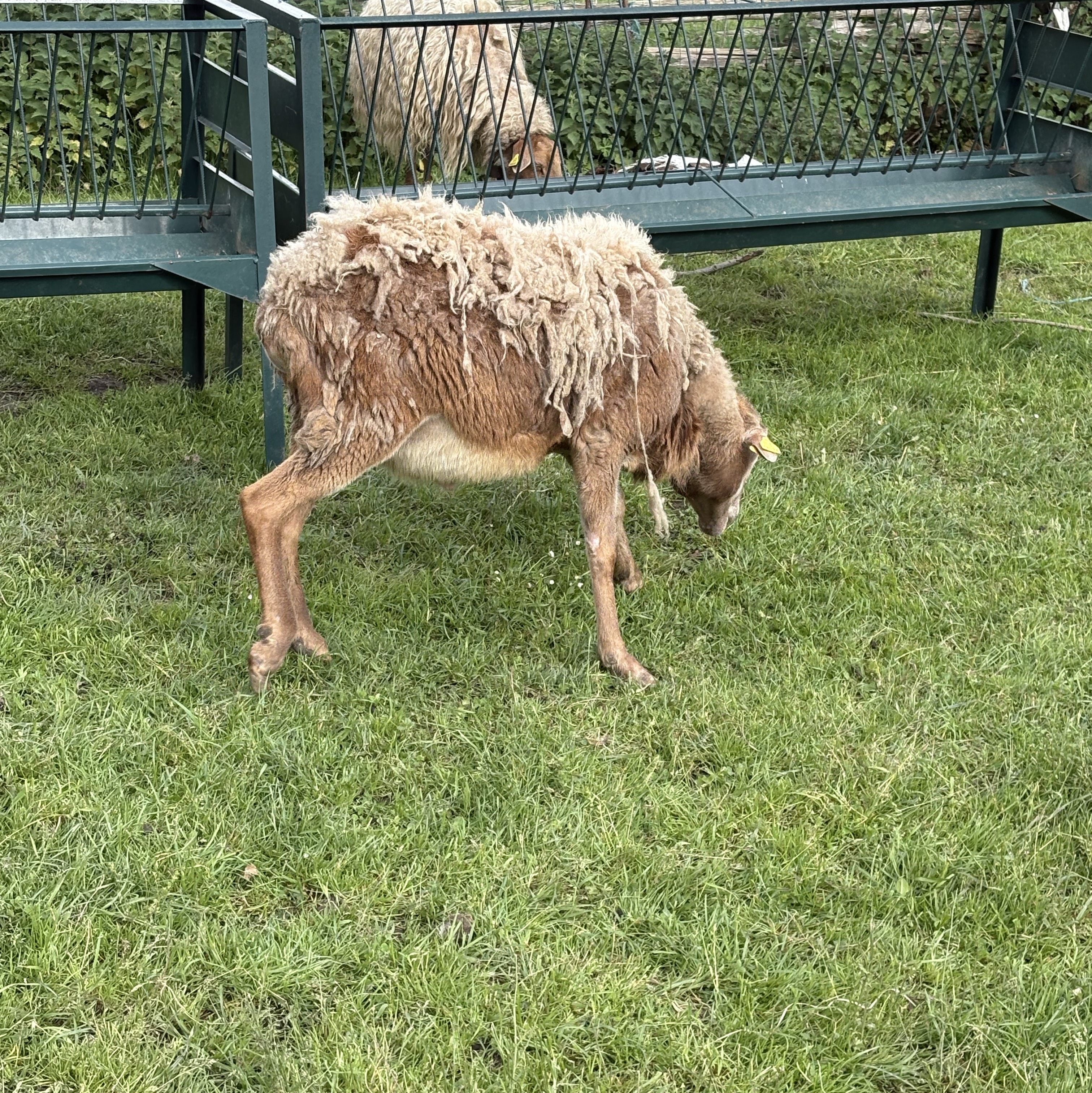 SE VENDE MACHO PELIBUEY PURO  - imagen 1