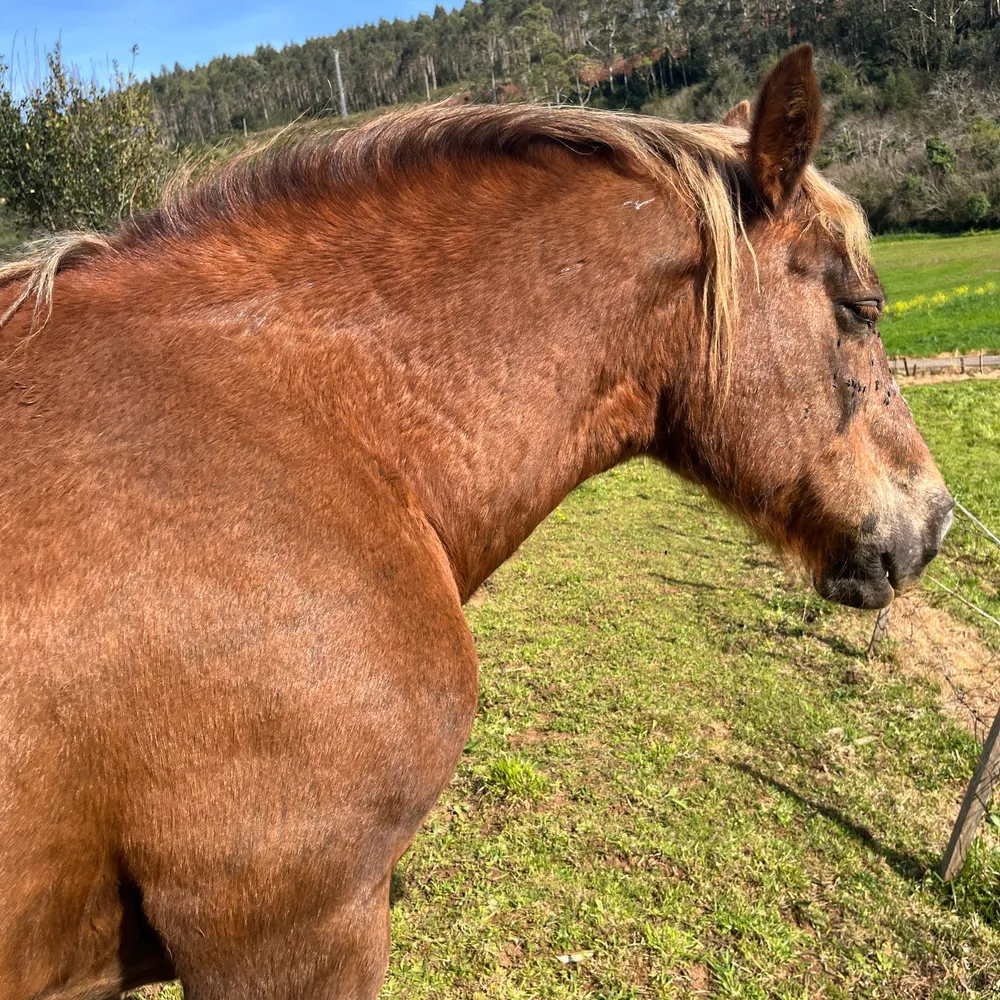 Se venden yeguas  - imagen 1