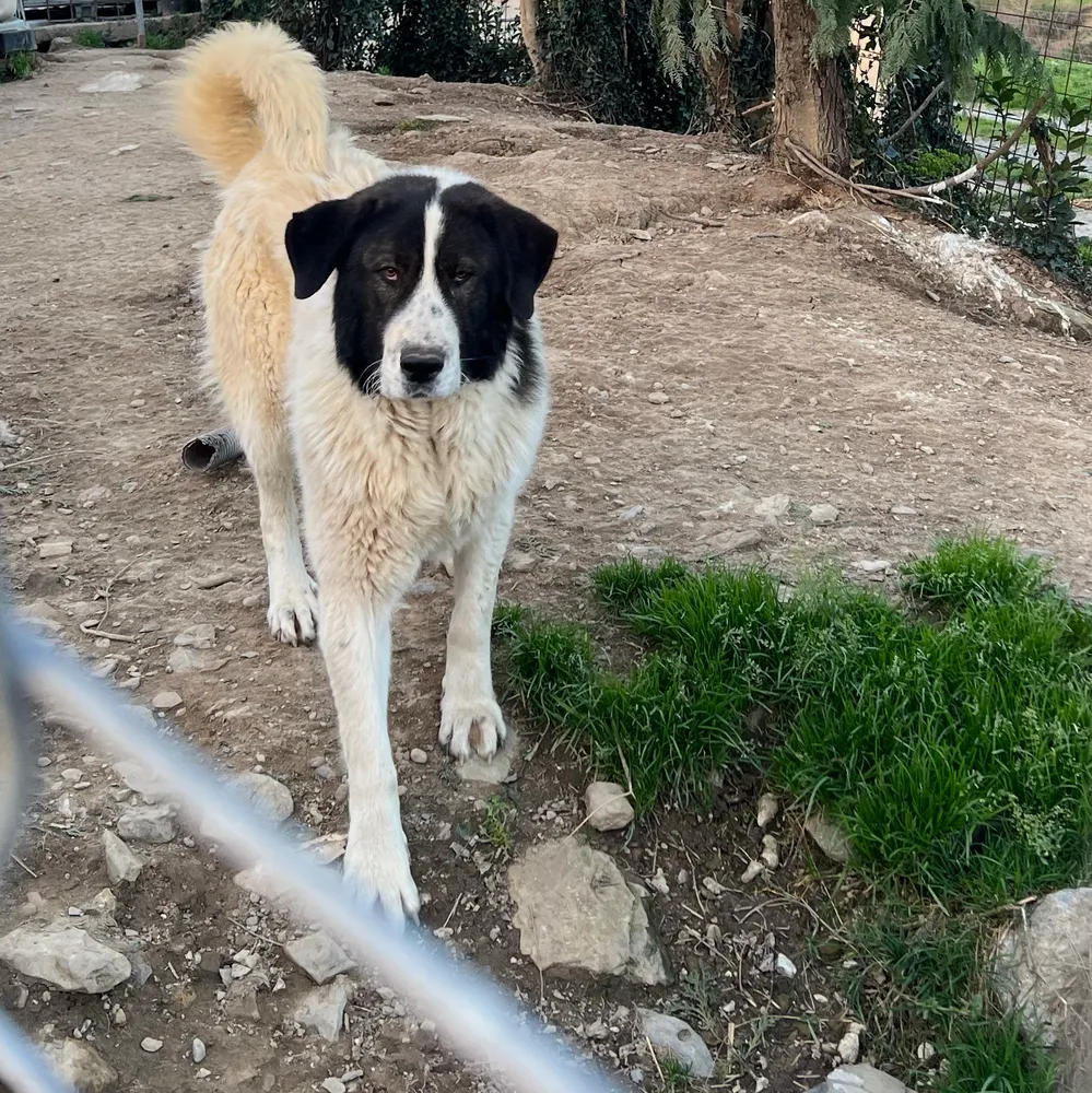 Vendo mastin del pirineo - imagen 1