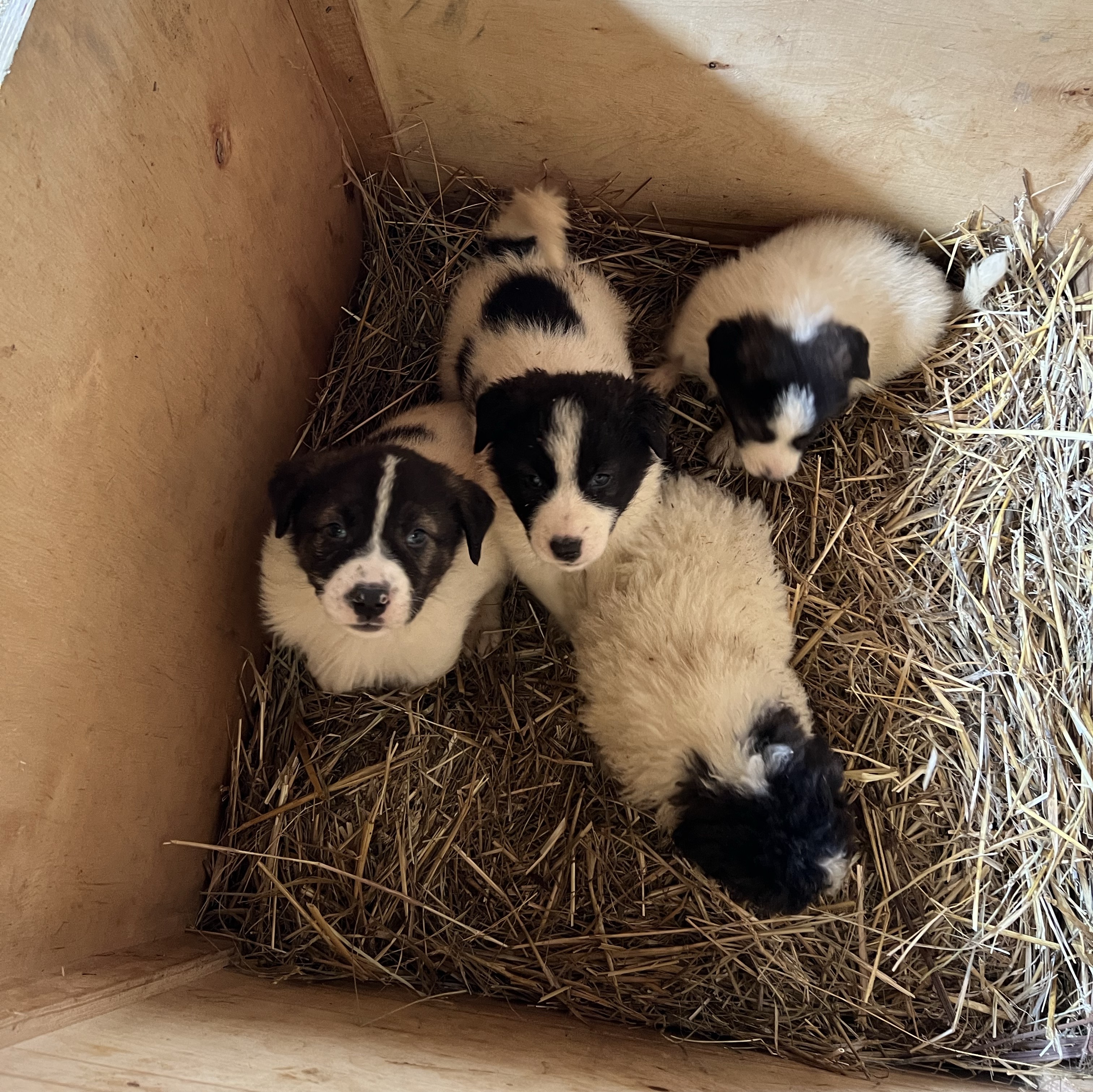 Mastin del pirineo - imagen 1