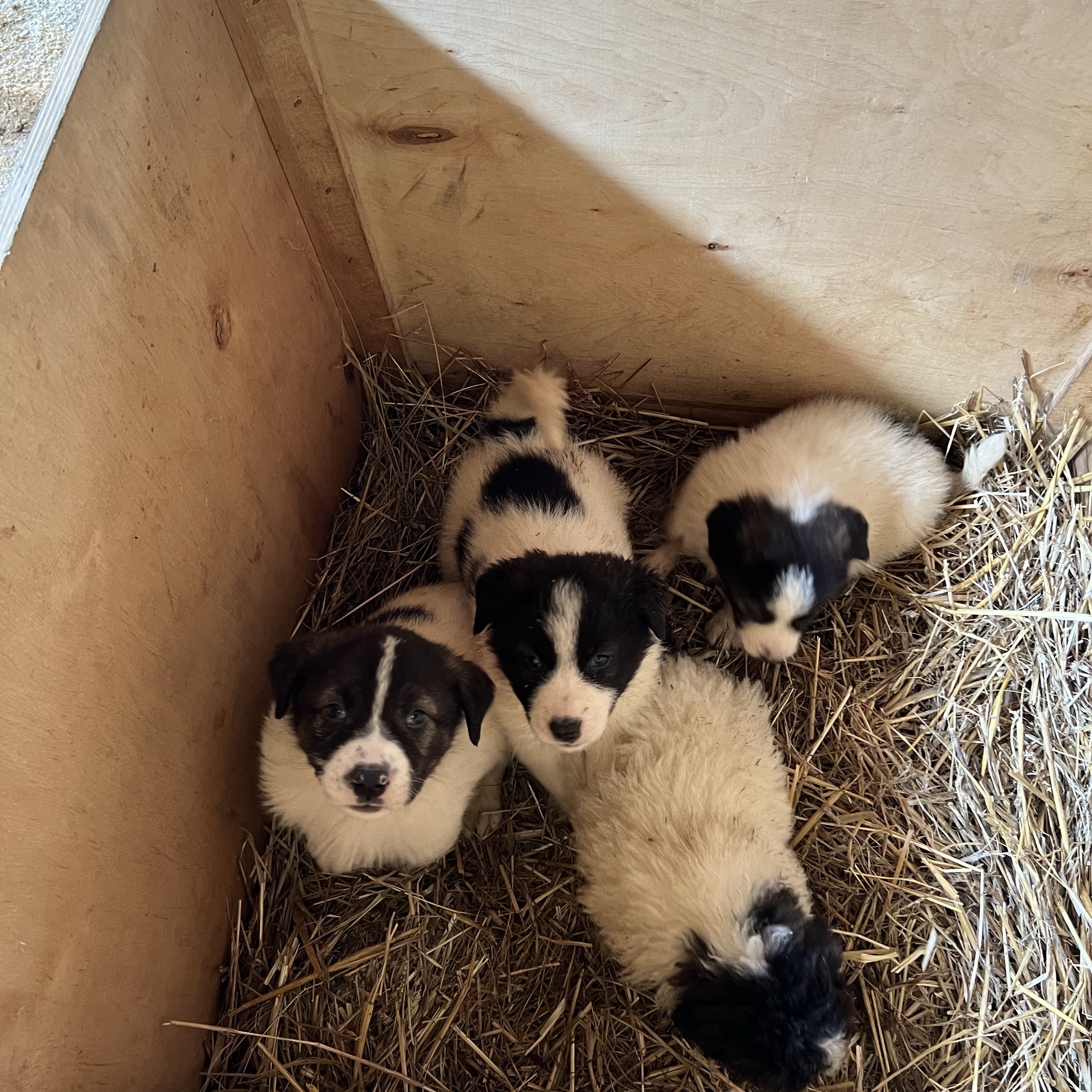 Mastin del pirineo - imagen 1