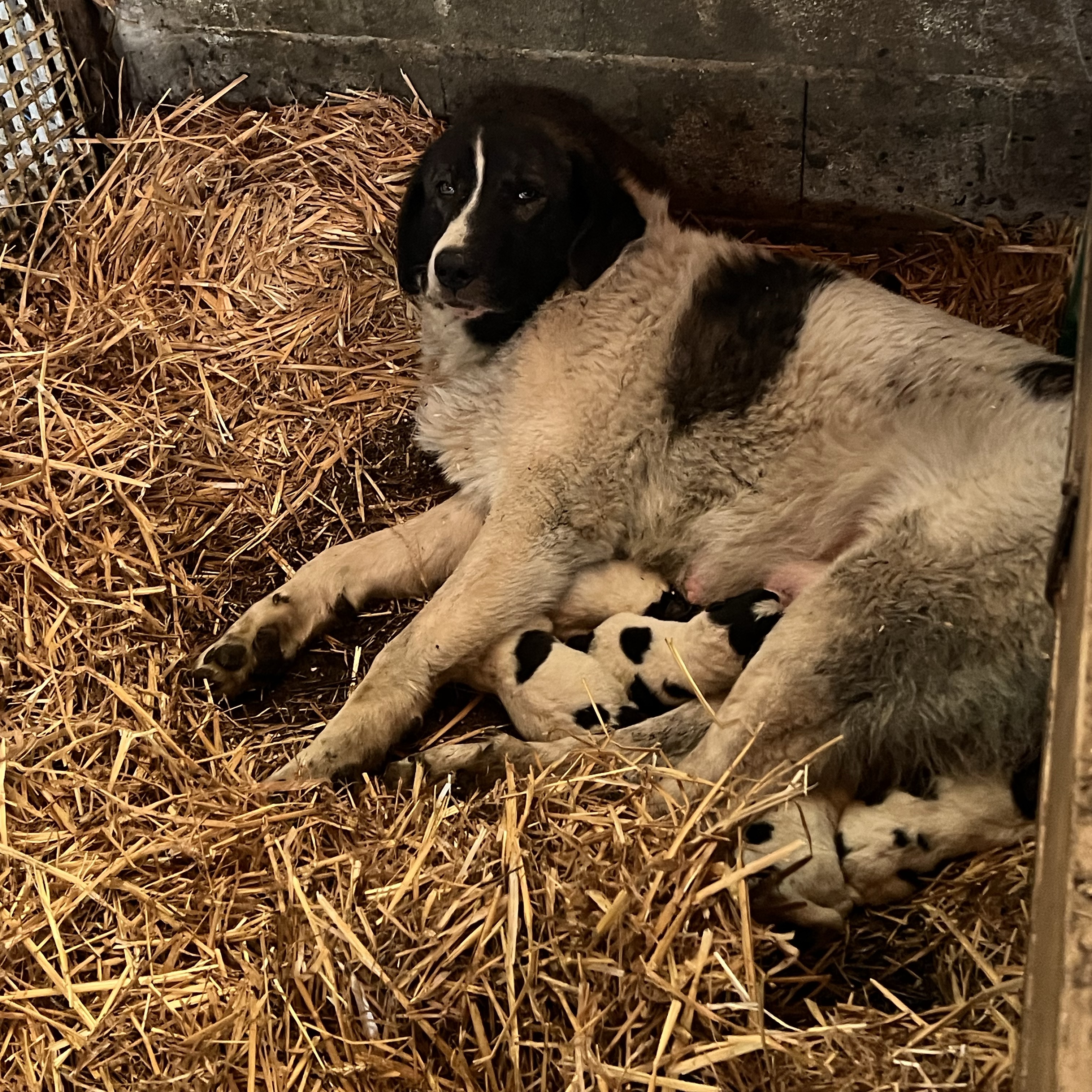 Mastin del pirineo - imagen 1