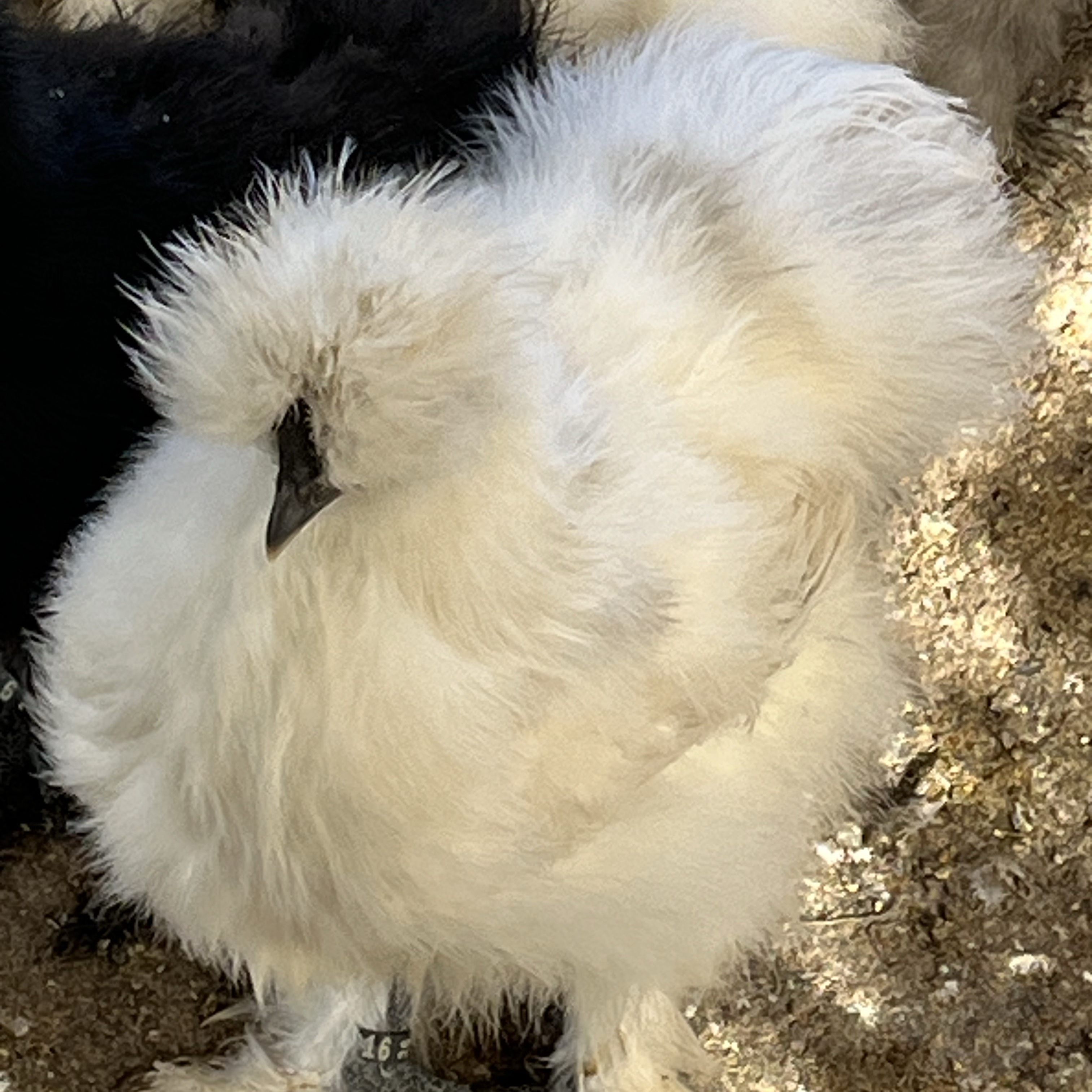 Huevos de sedosa - imagen 1