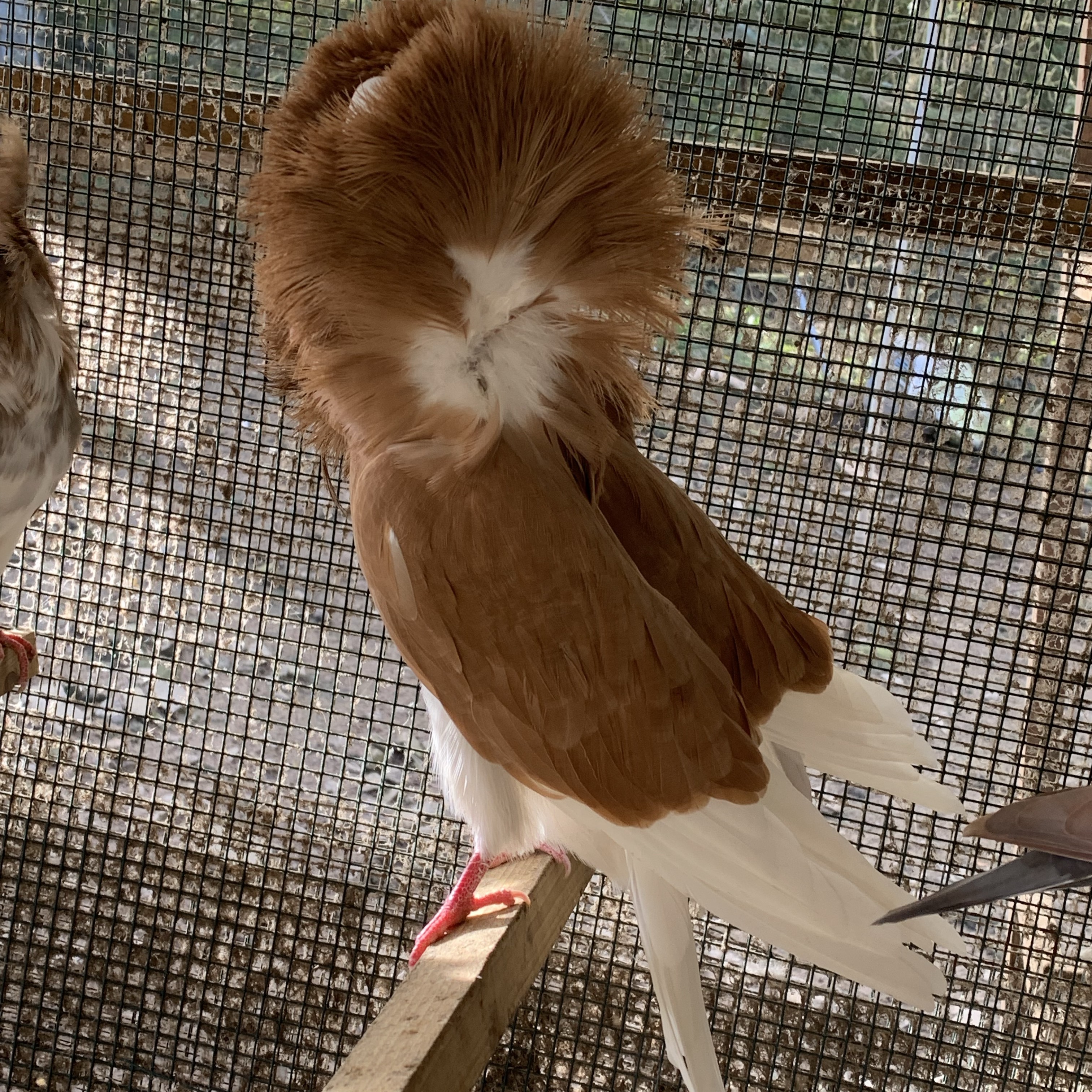 Palomas capuchinas - imagen 1