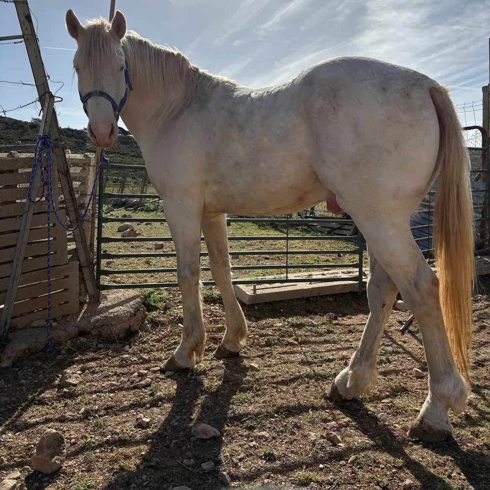 Potro 4 años castrado - imagen 1