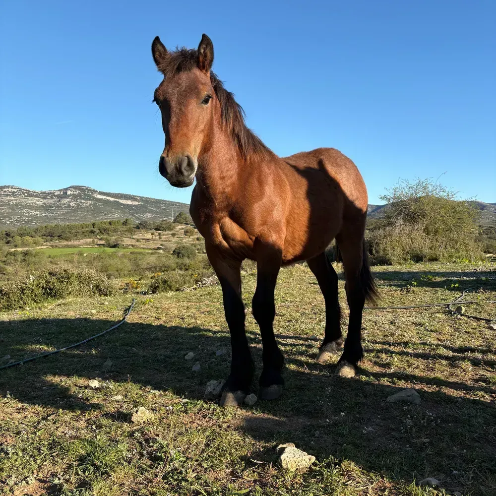 Potro de carne  - imagen 1