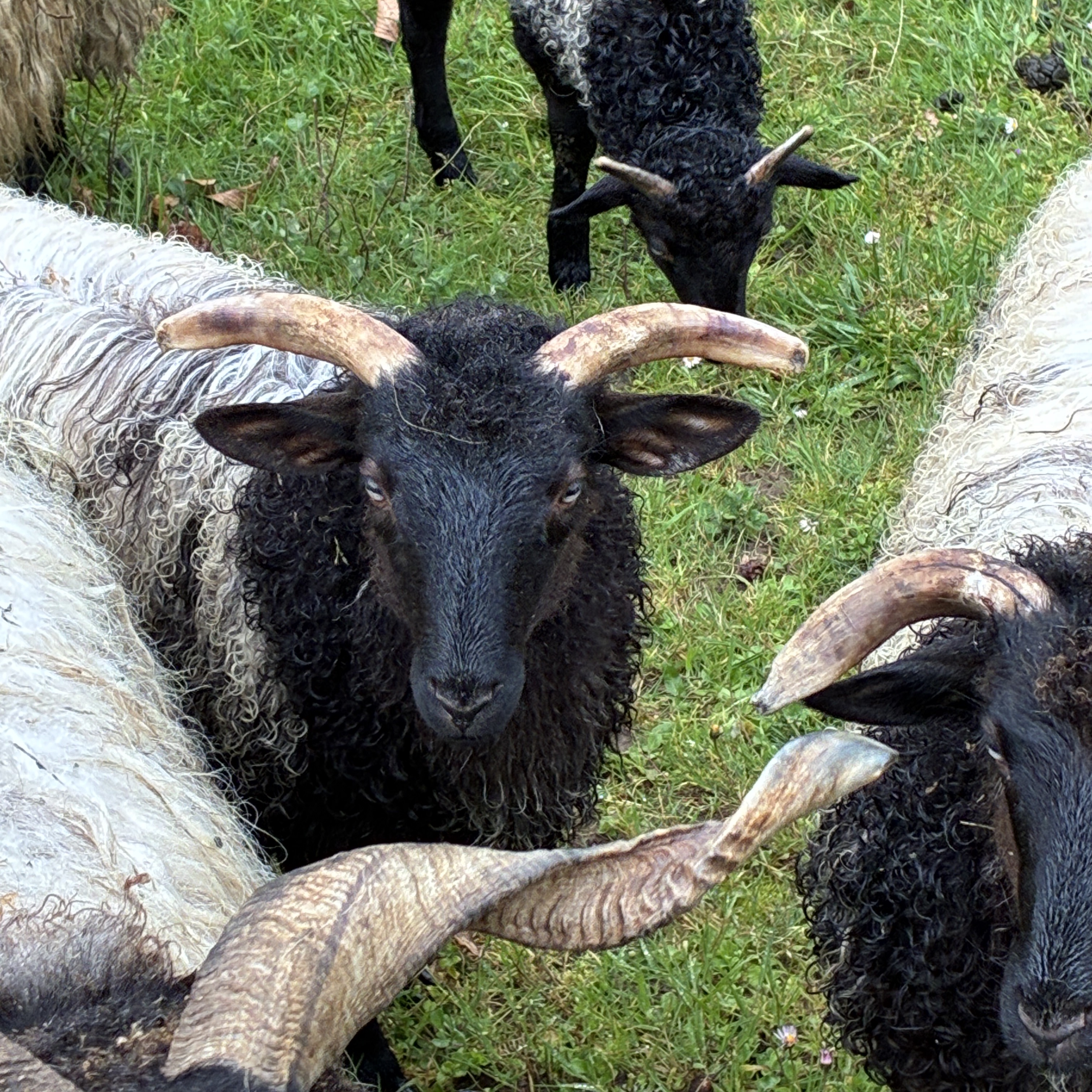 Cordero latxo  - imagen 1