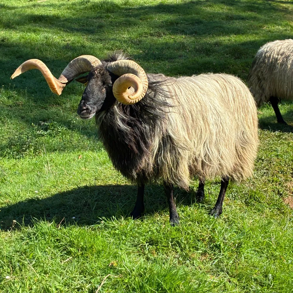 Cordero al destete para padre  - imagen 1