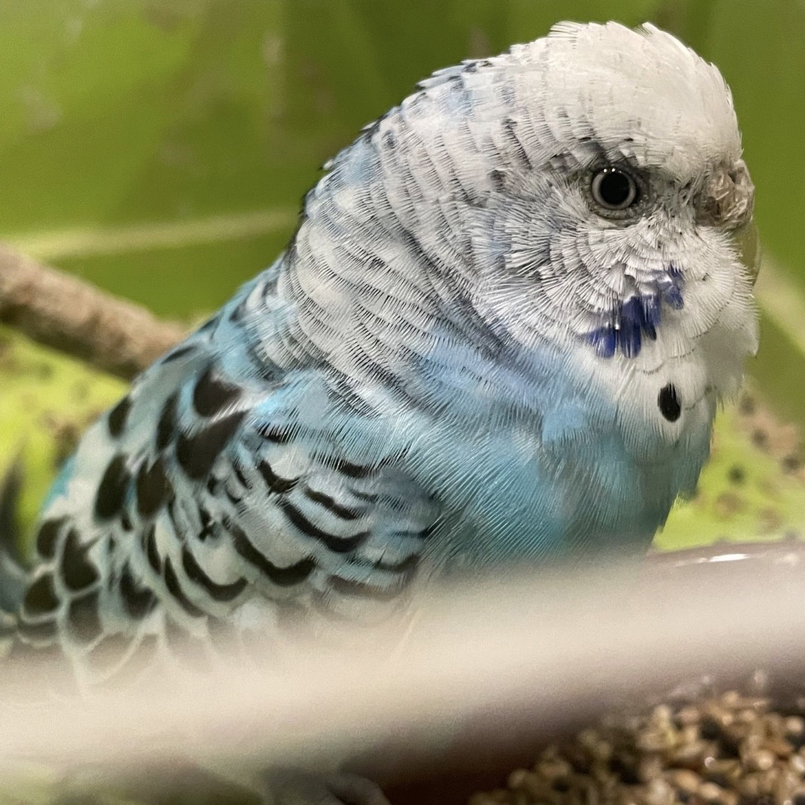 Doy en adopción periquito azul - imagen 1