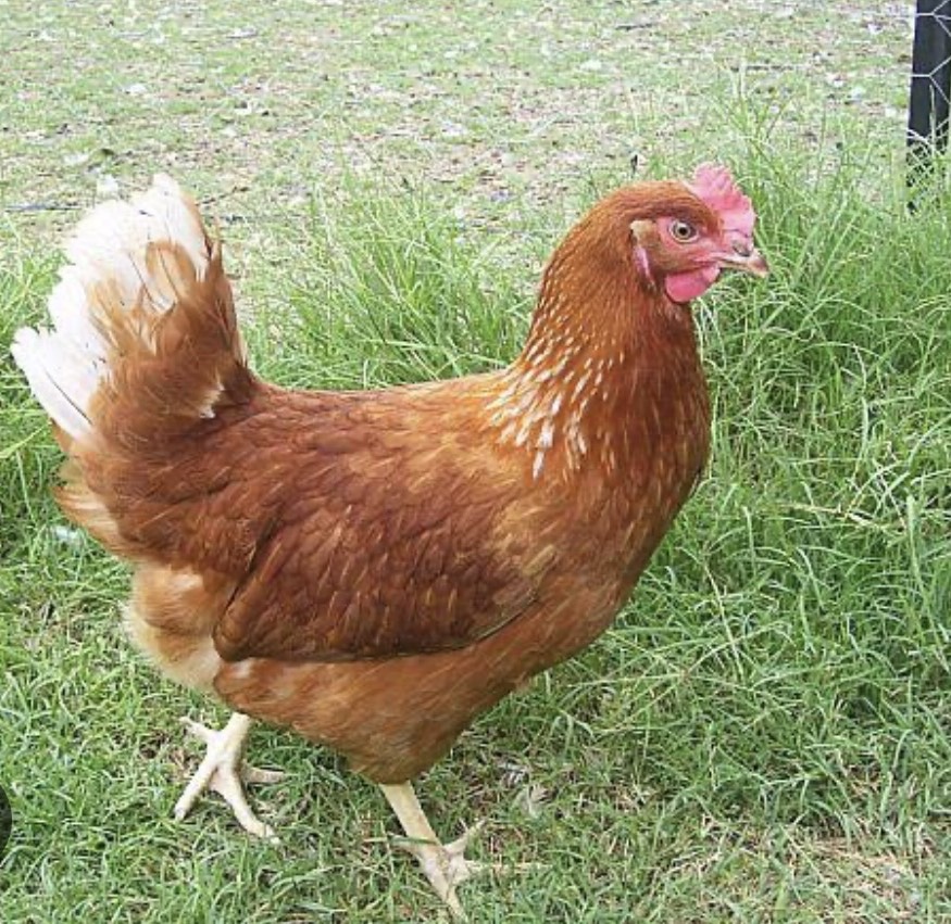 Gallinas ponedoras - imagen 1