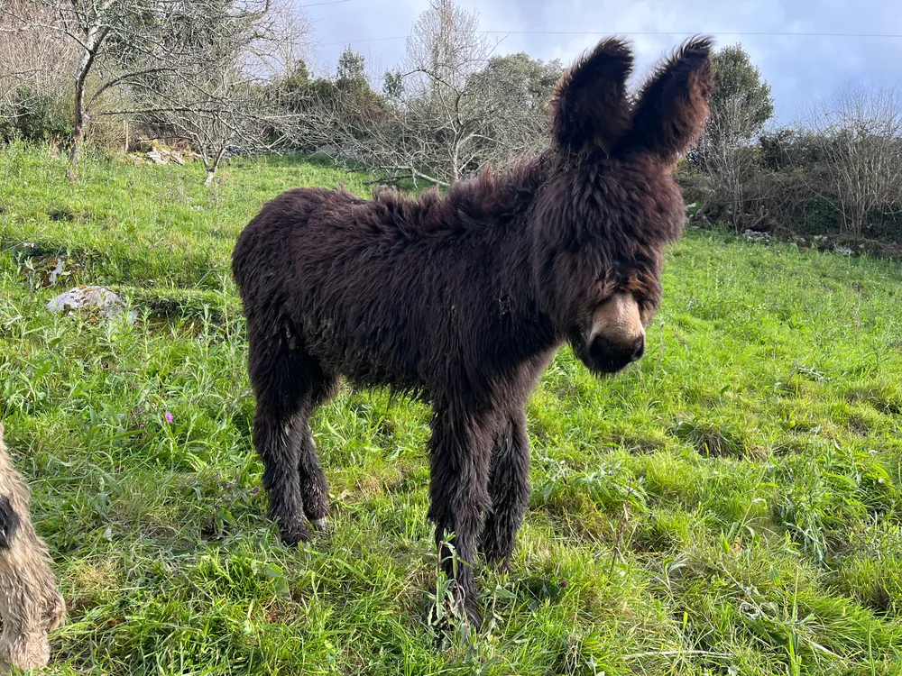 Burra joven - imagen 1