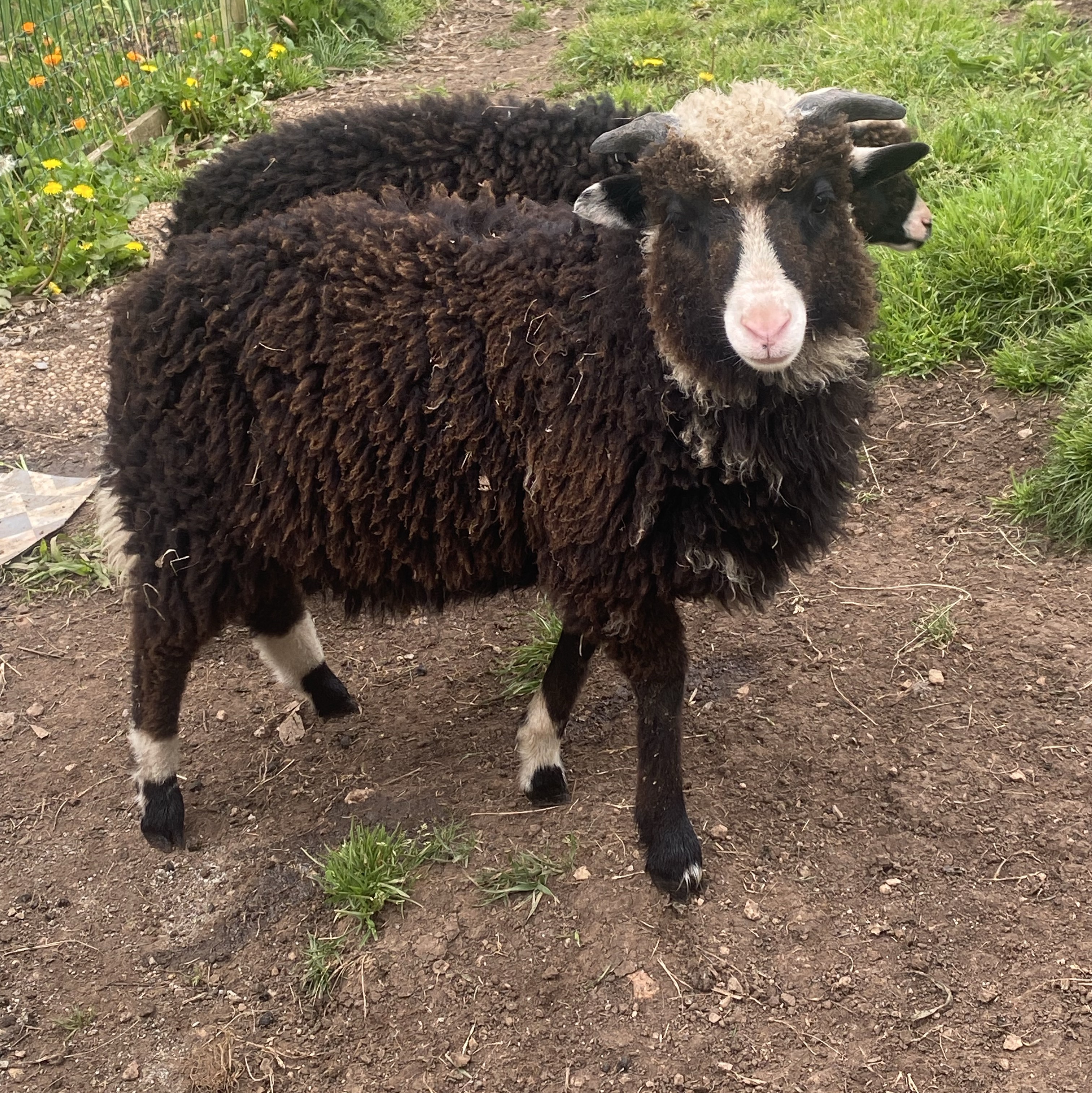 Cordero Xaldo  - imagen 1