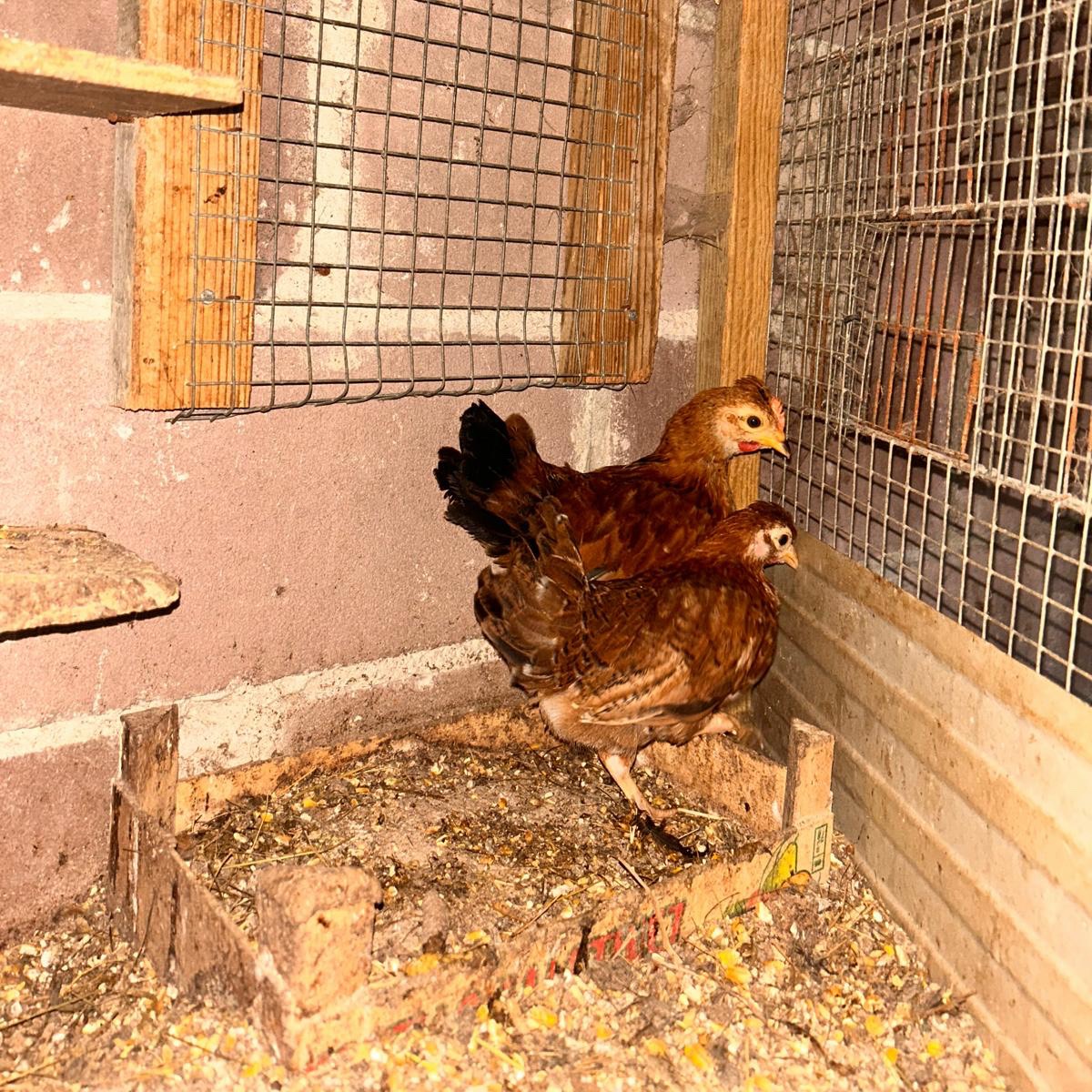 Se venden kikas y kikis - imagen 1