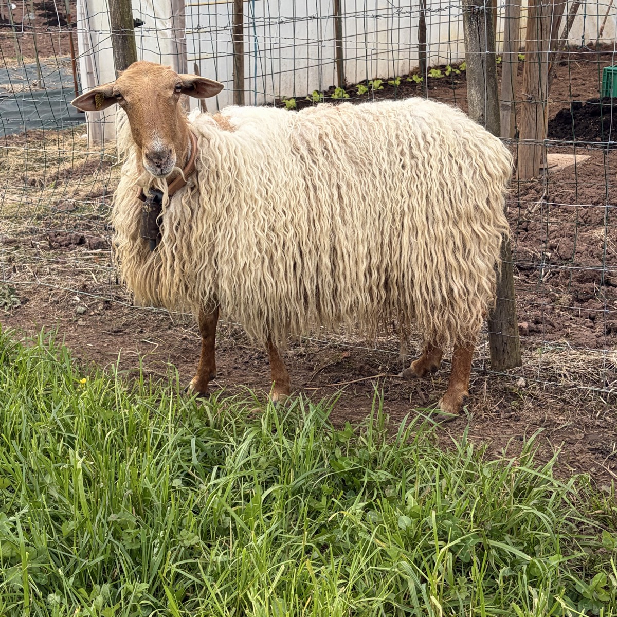 De vende oveja carranzana - imagen 1